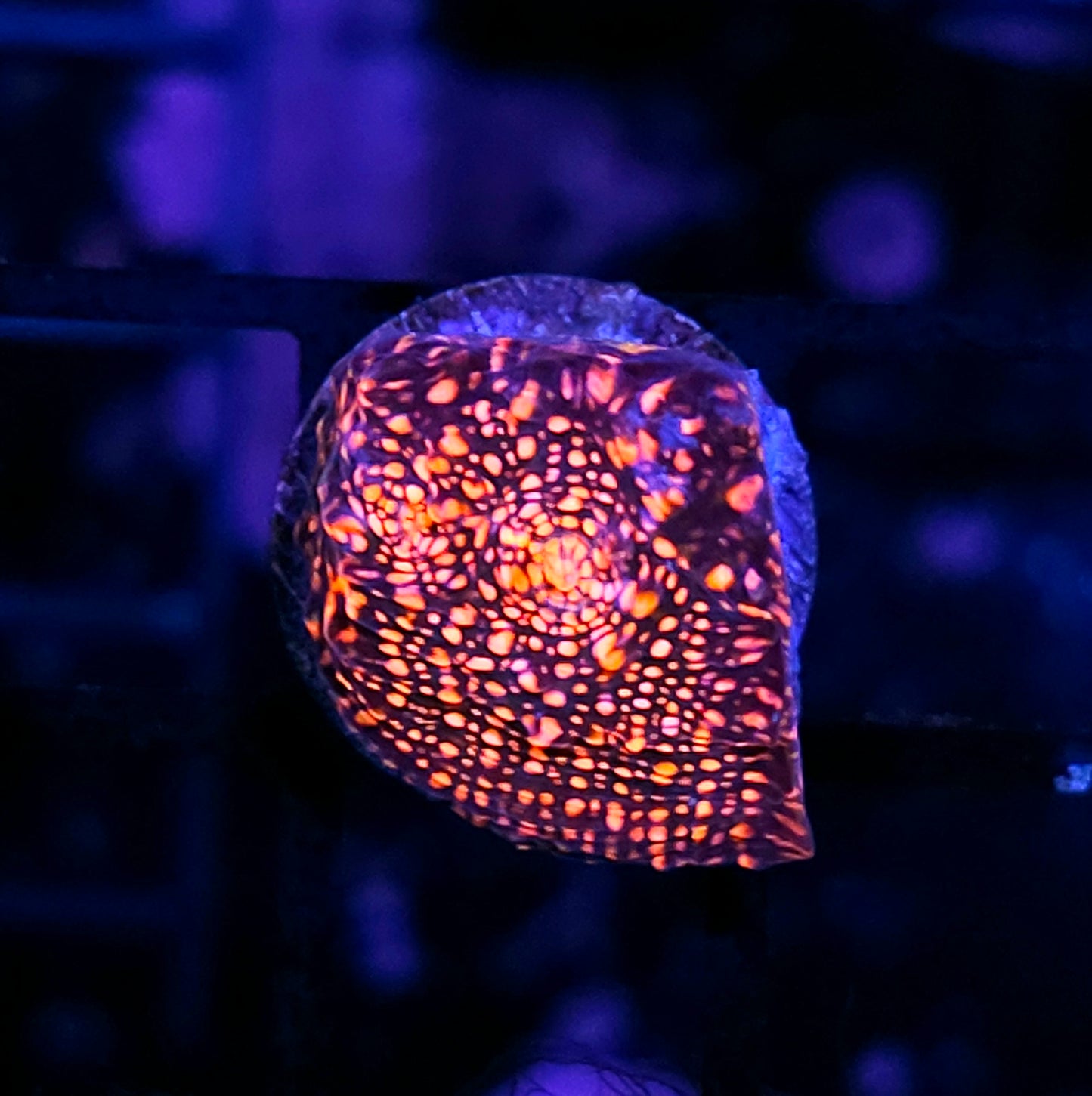 DR Pink Cadillac Chalice