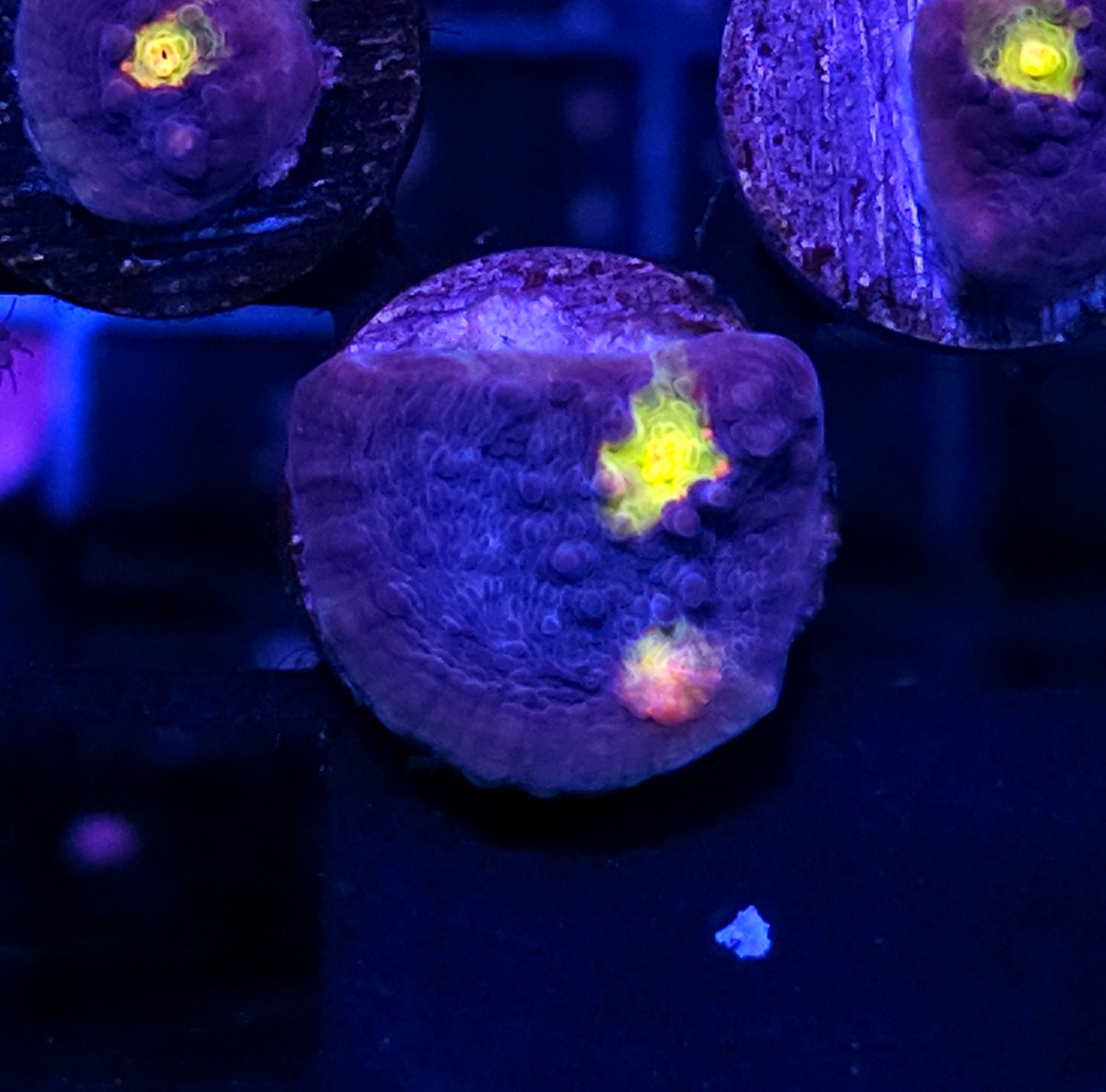 HF Nightrider Chalice