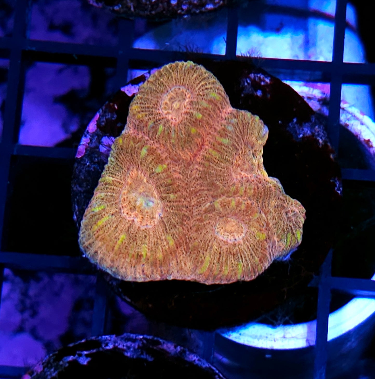 Gold Member Barabattoia