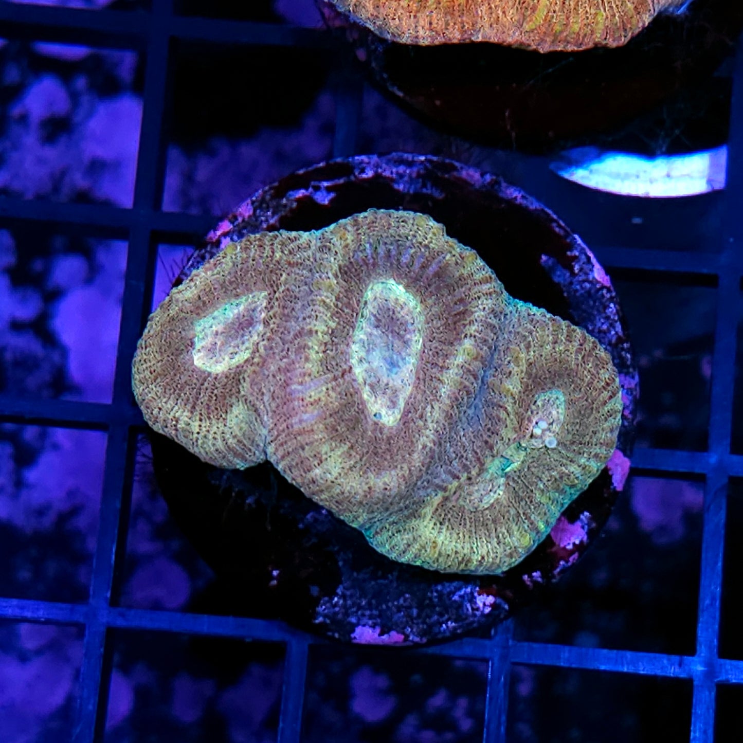 HF Lunacy Prism Favia