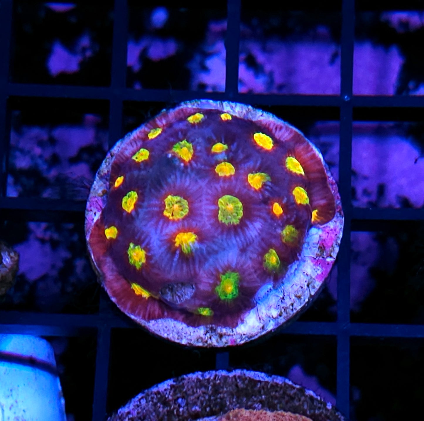 Haf Masquerade Favia