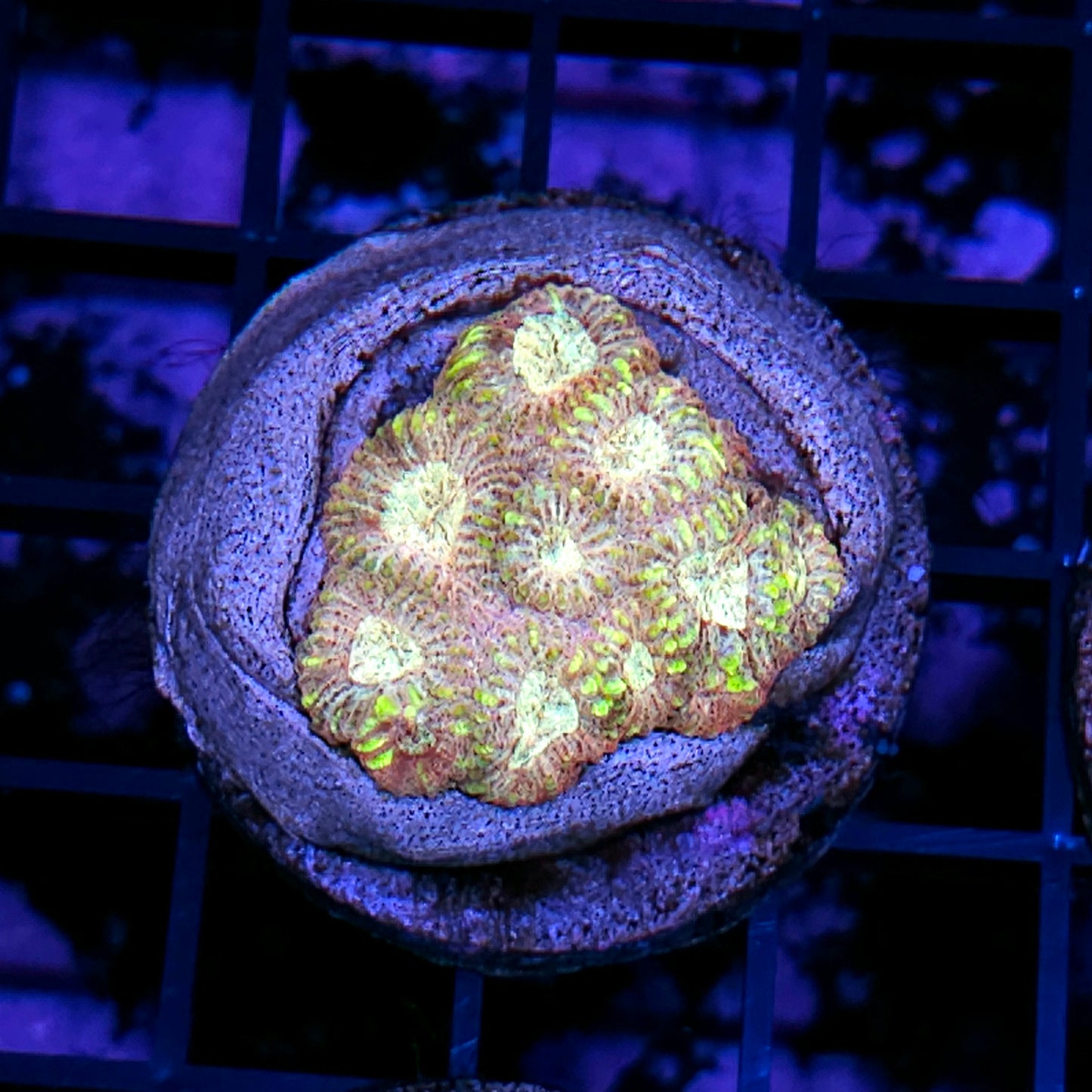 HF Raindancer Favia Colony