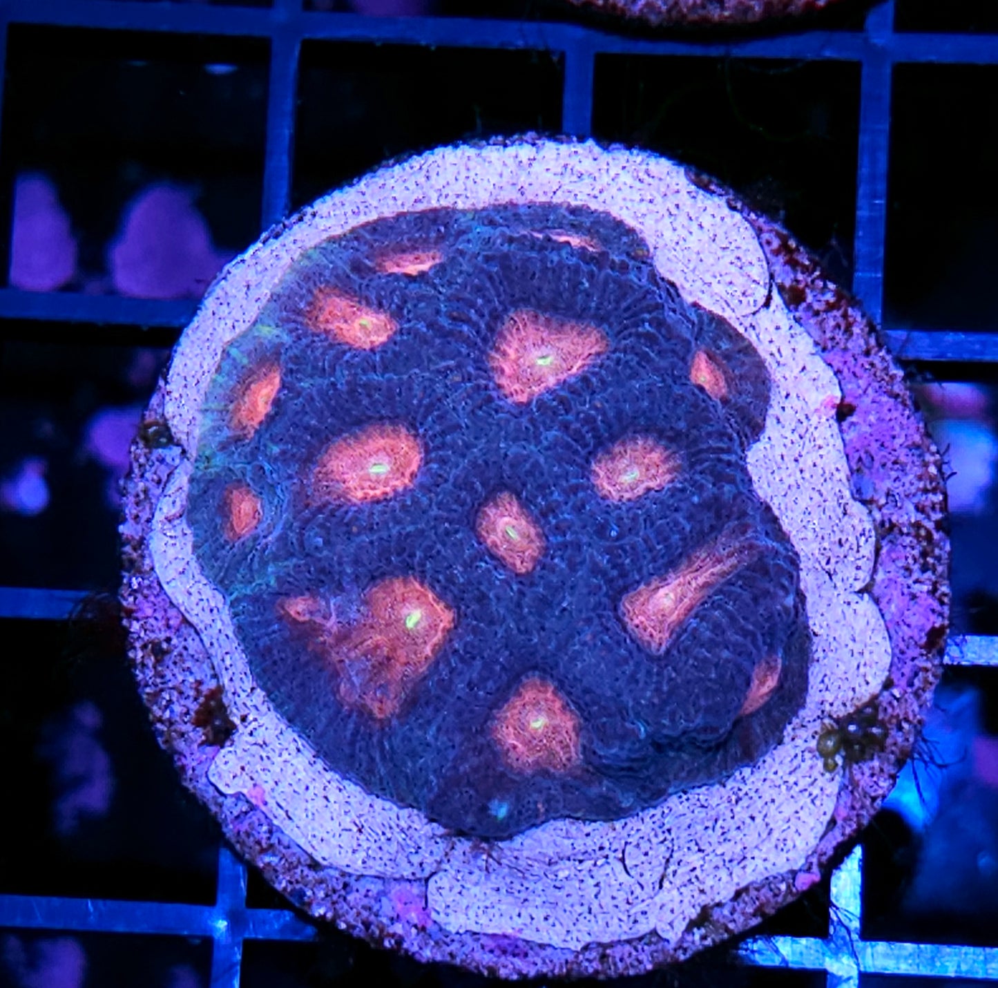 HF We 🤎 Miami Favia Colony