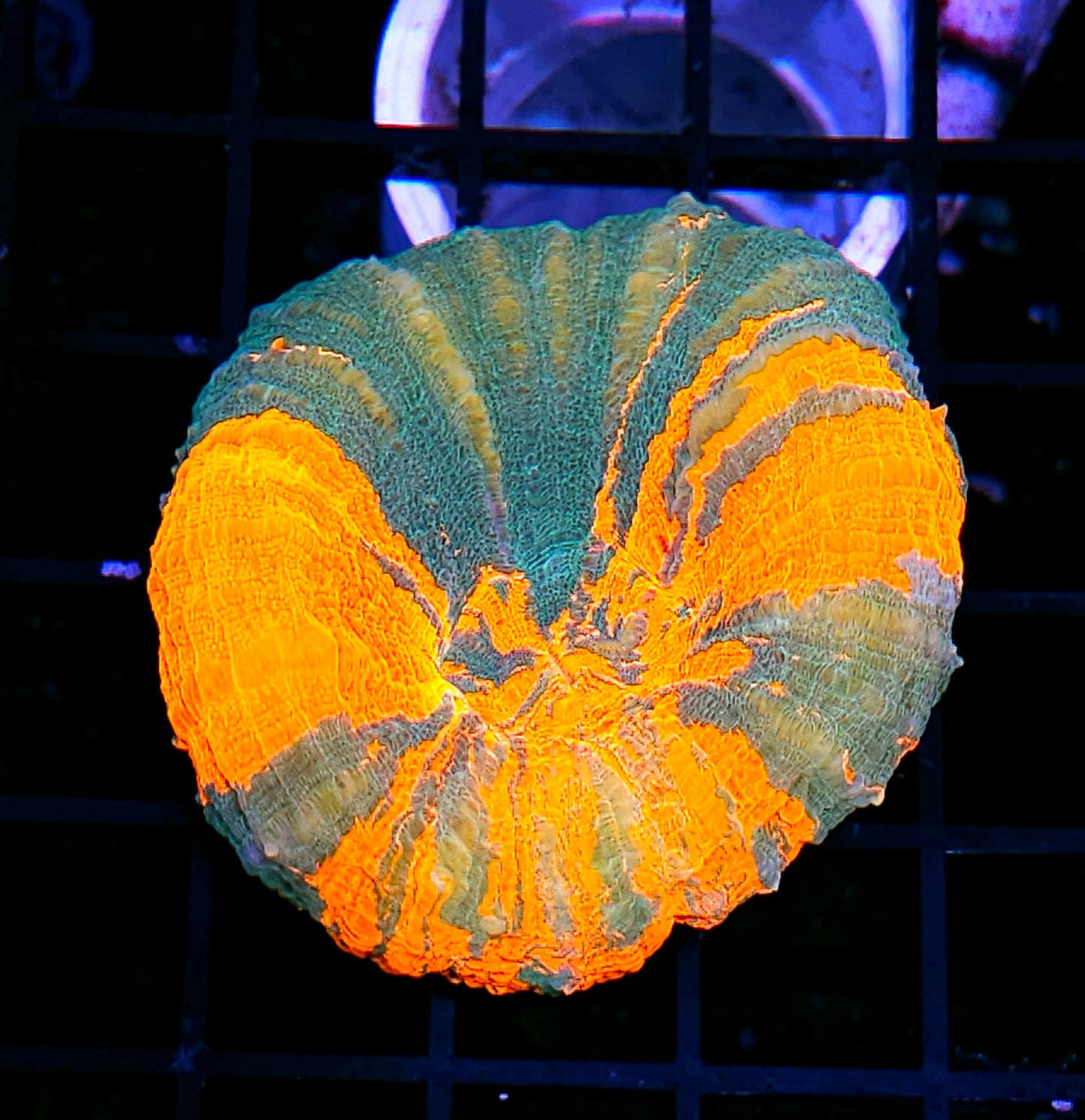 Holy Moly Bleeding Apple Scolymia