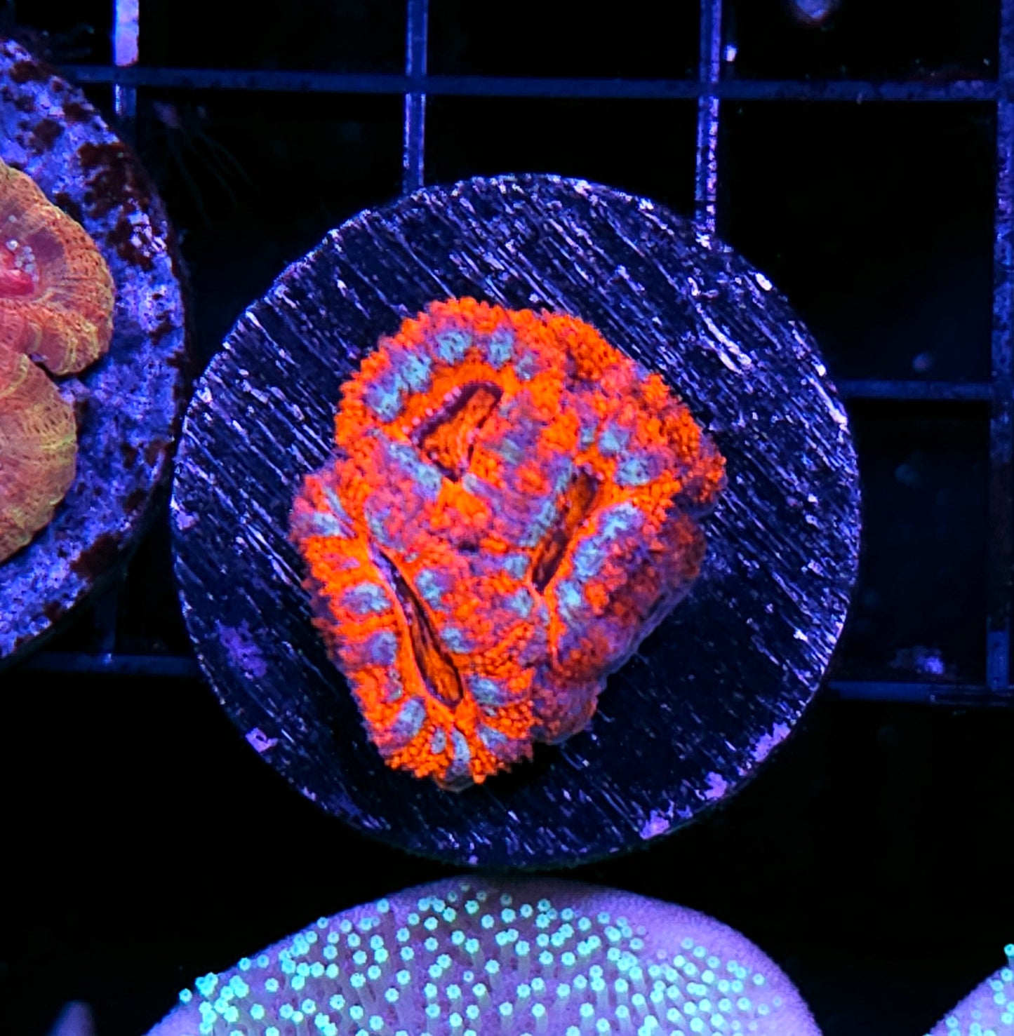 Bomb Pop Acan