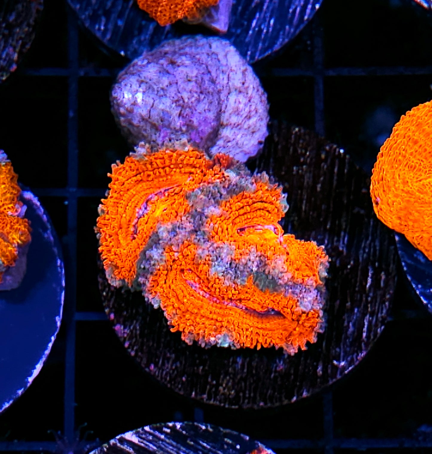 Firey Acan