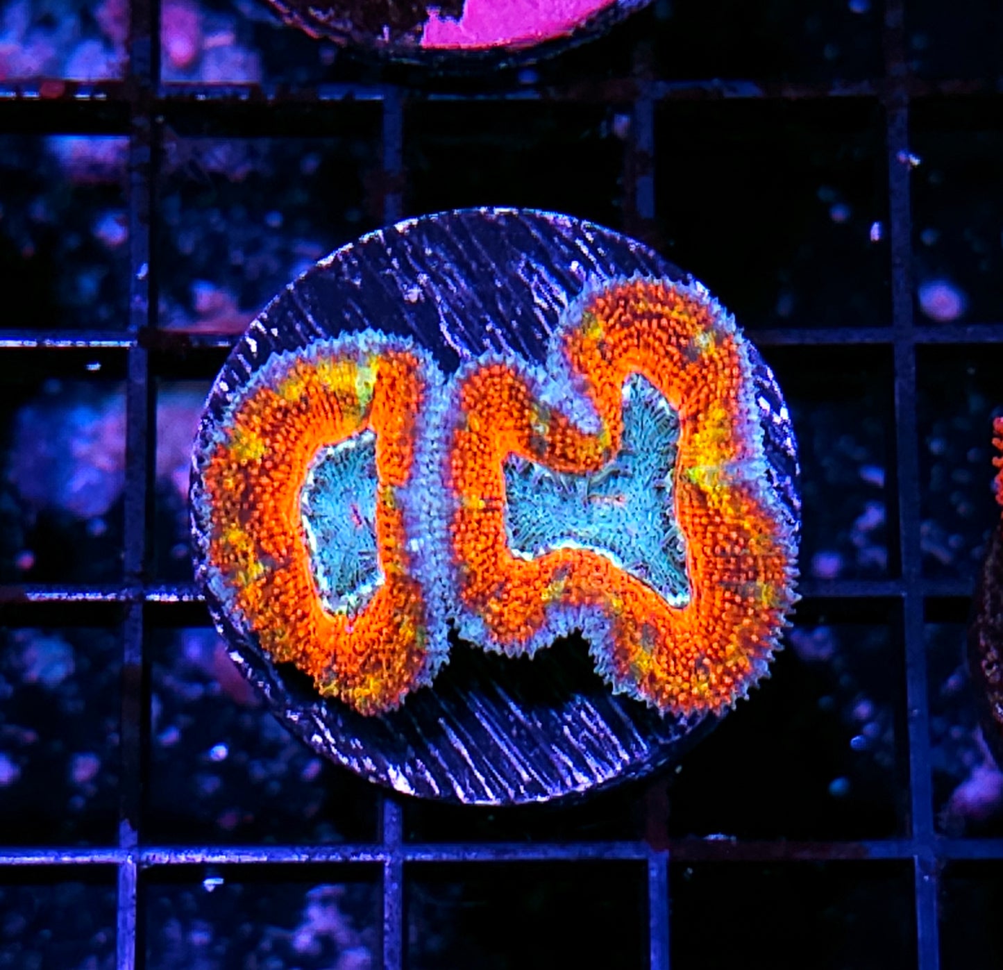 Burning Passion Acan