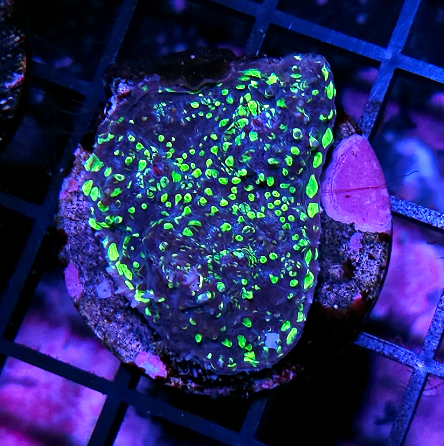 WWC Toxic Pie Chalice