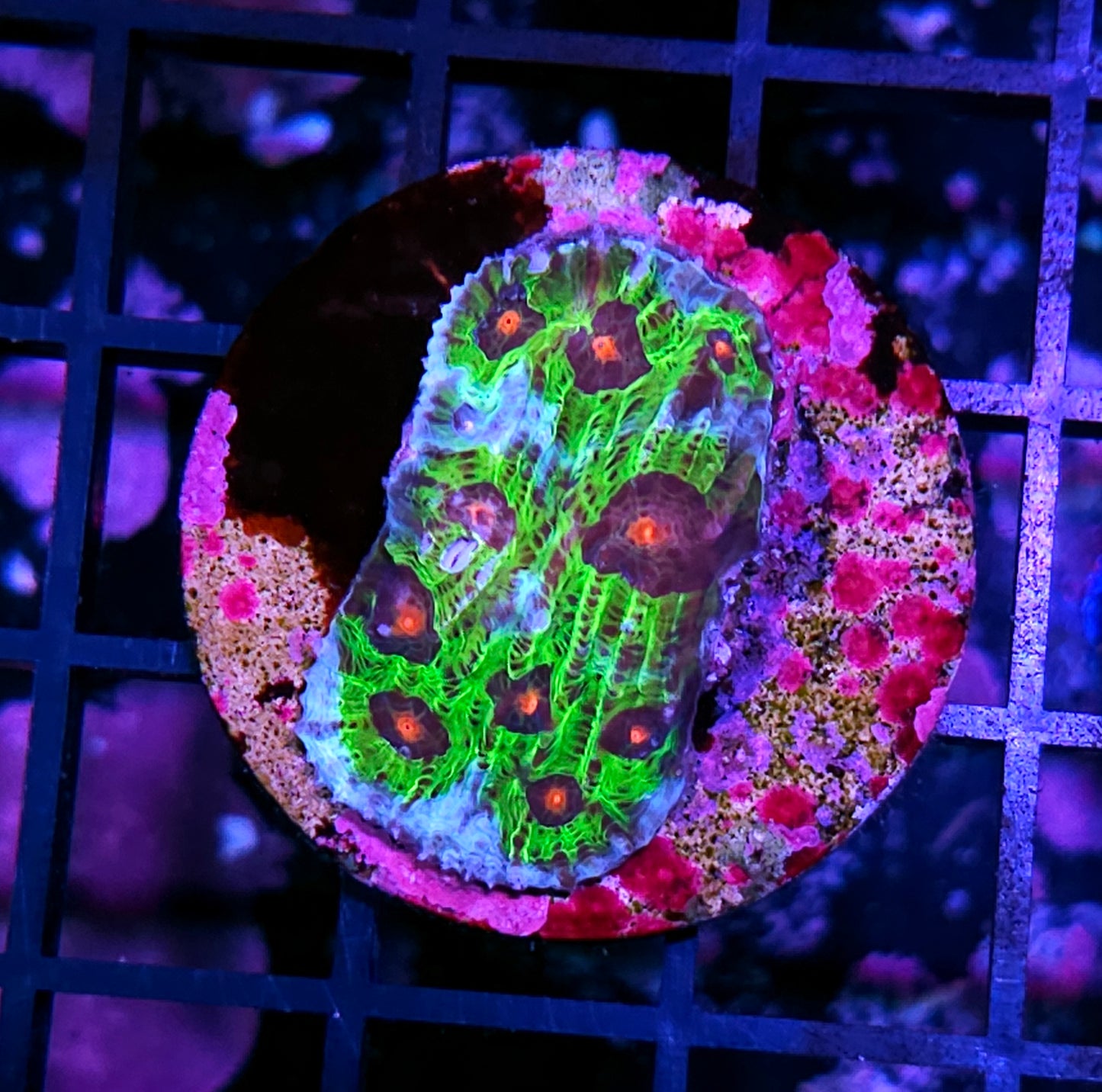 Avatar Mycedium Colony