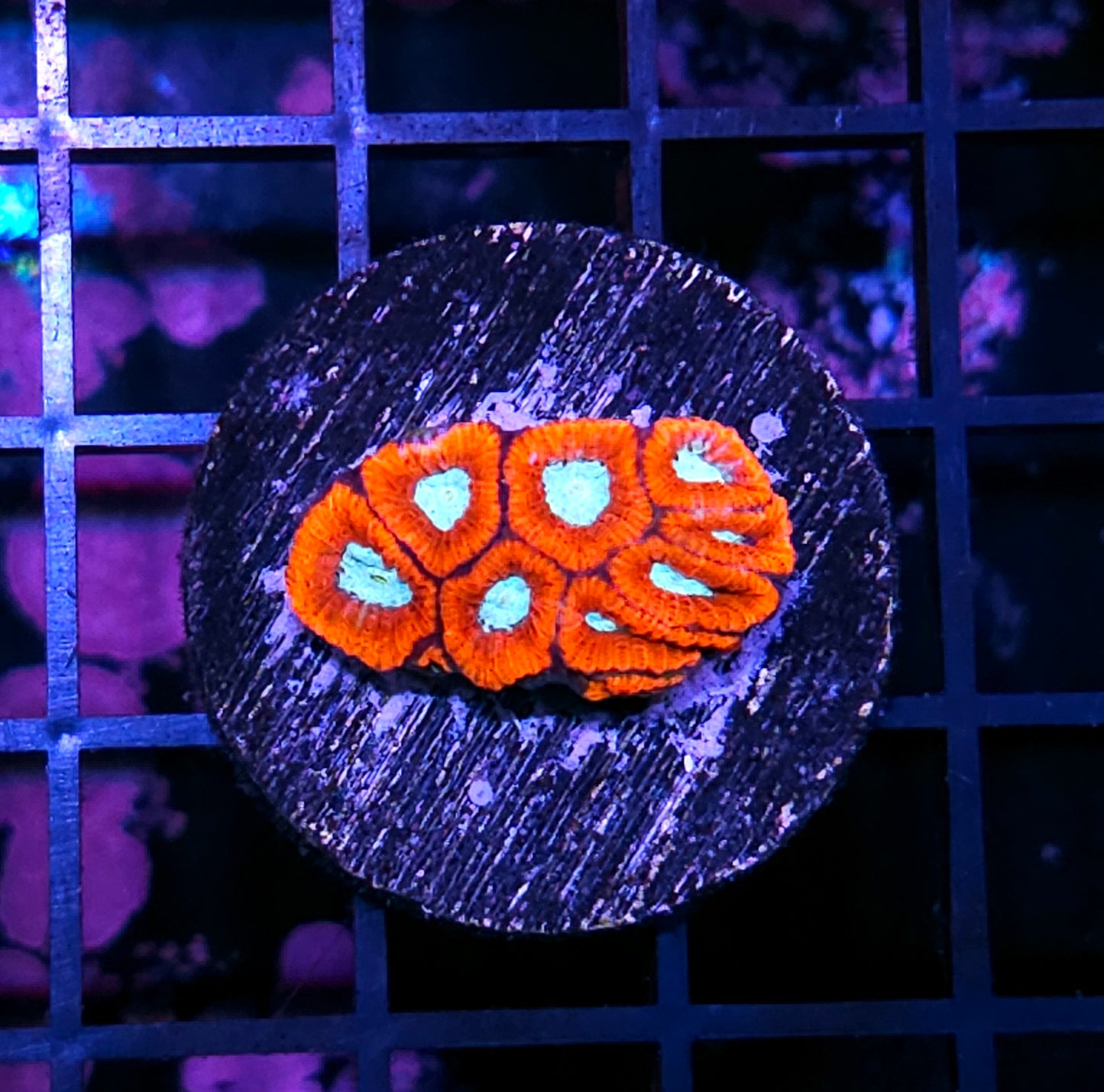 Frostbite Flames Micro Favia