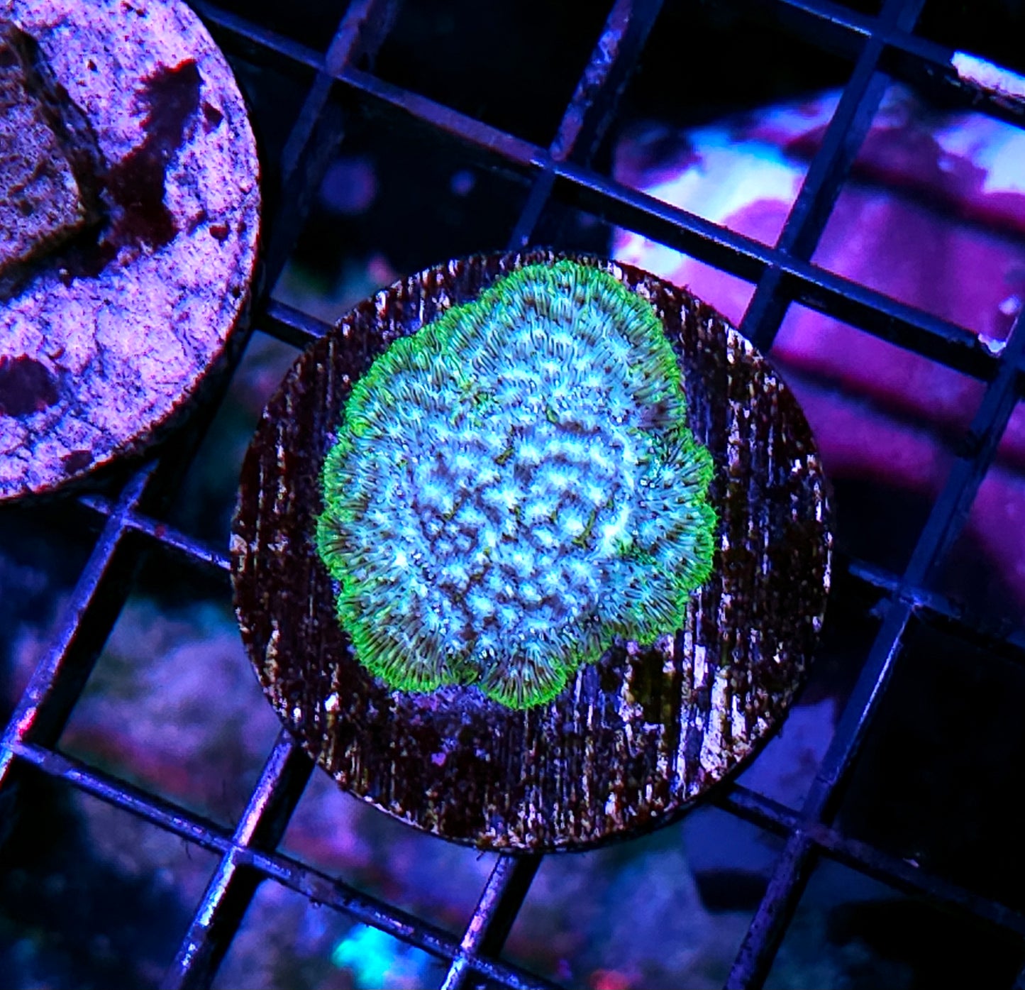 Blastoise Leptosersis