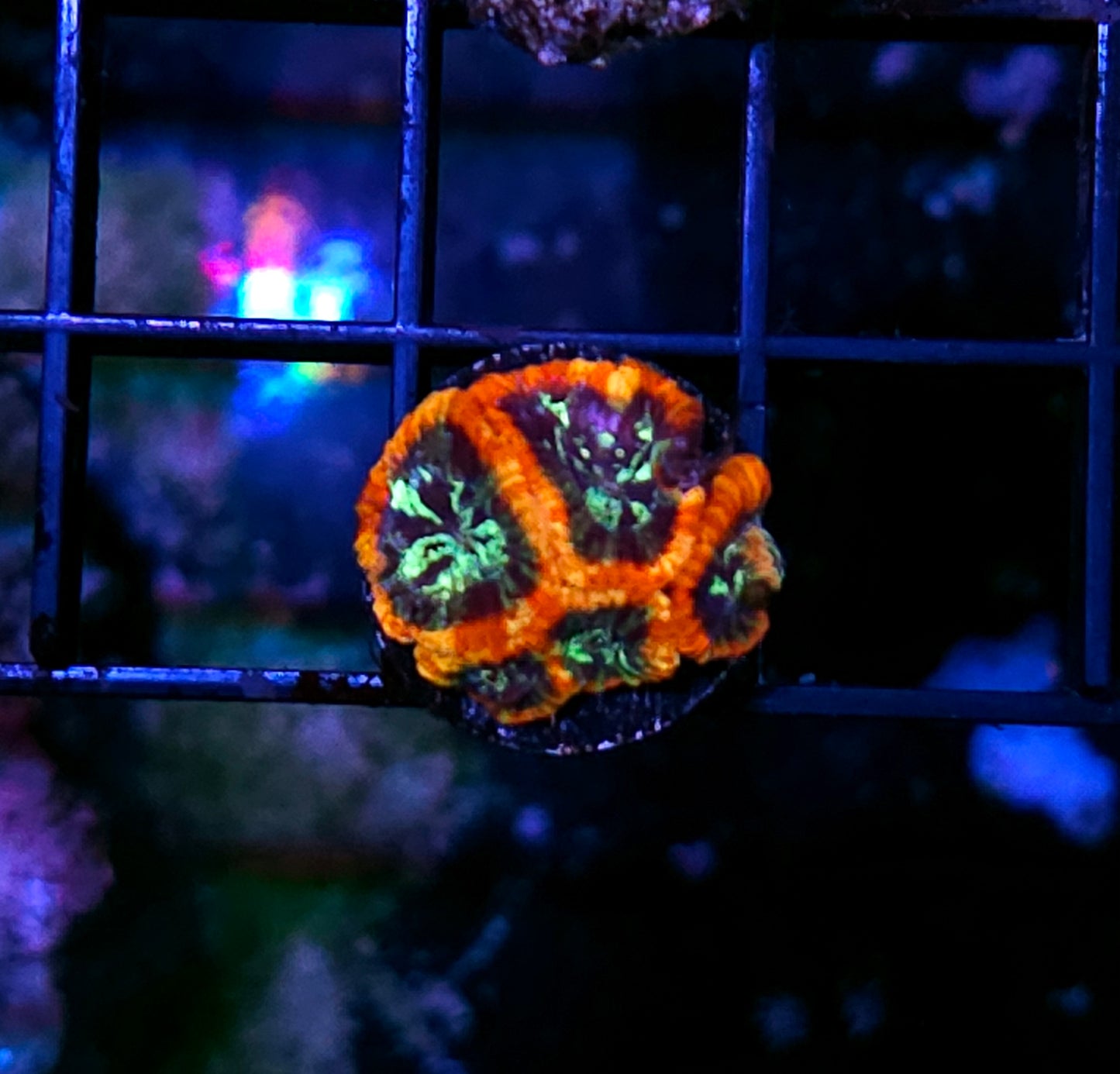 Starfire Micro Favia