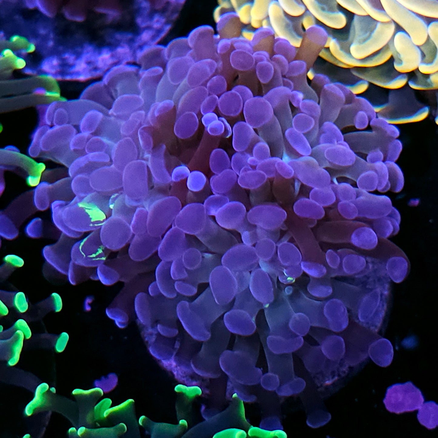 Purple Nebula Branching Hammer