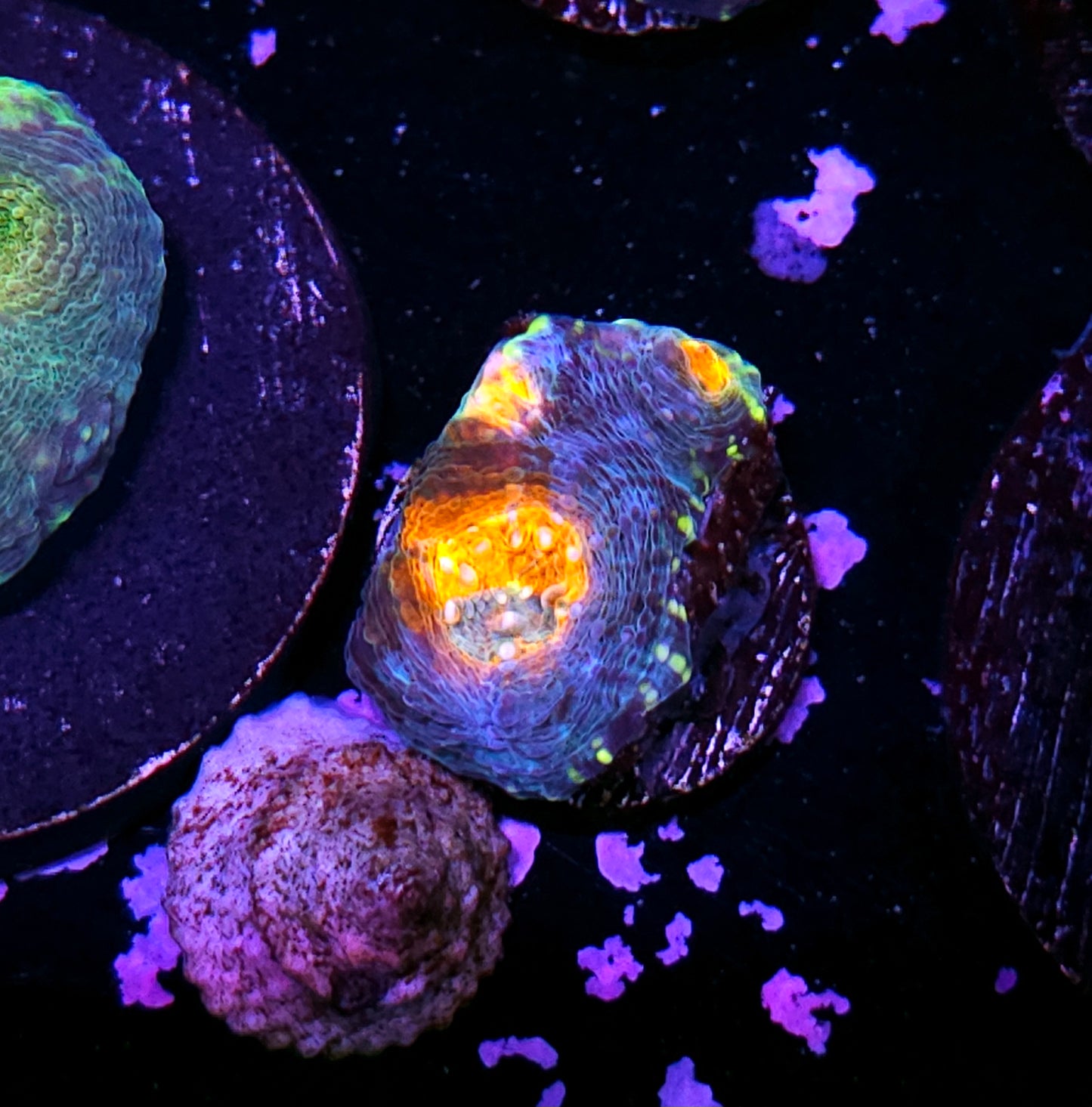 Fyre Island Acan Echinata