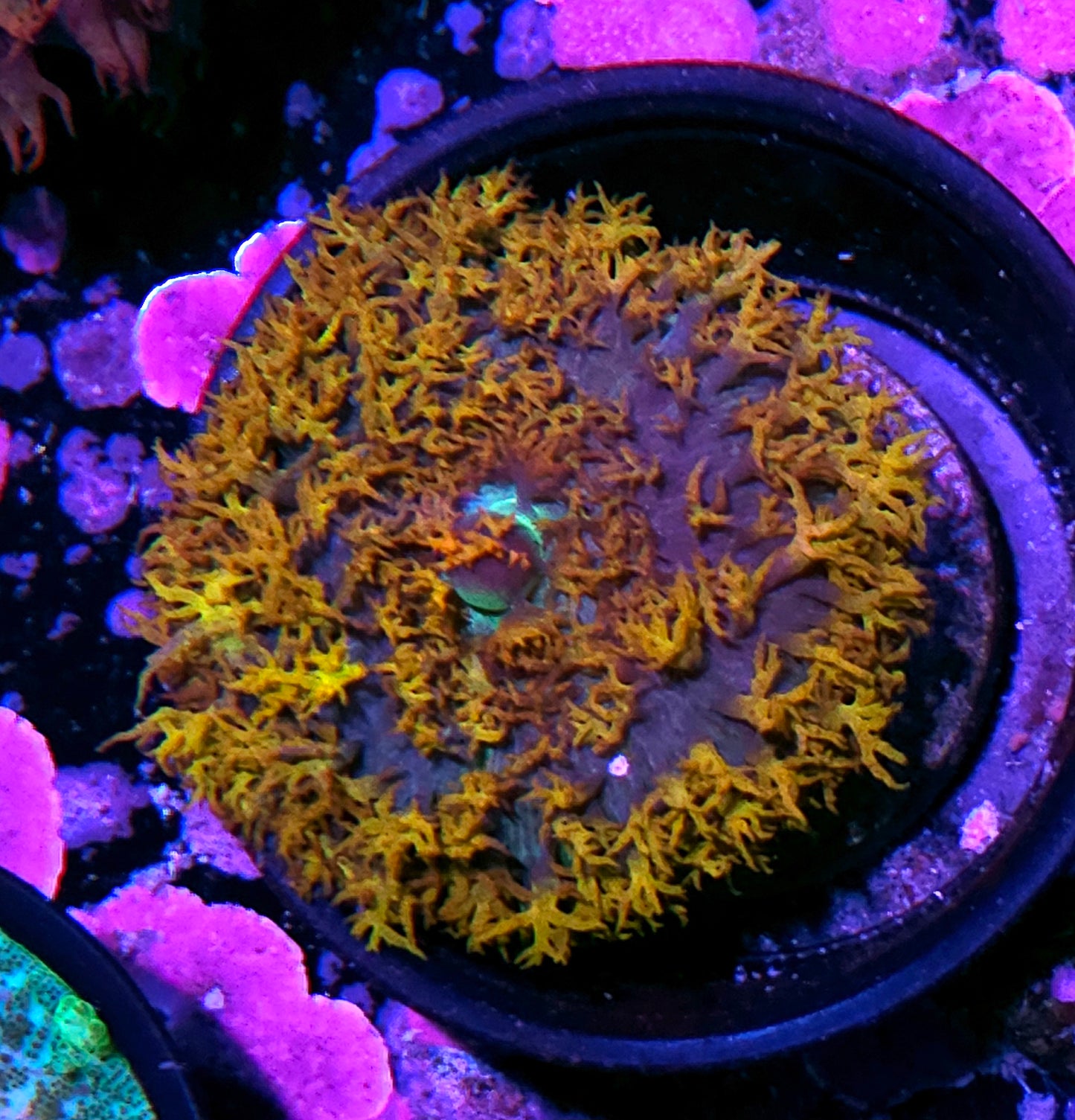 Wildfires St Thomas Mushroom