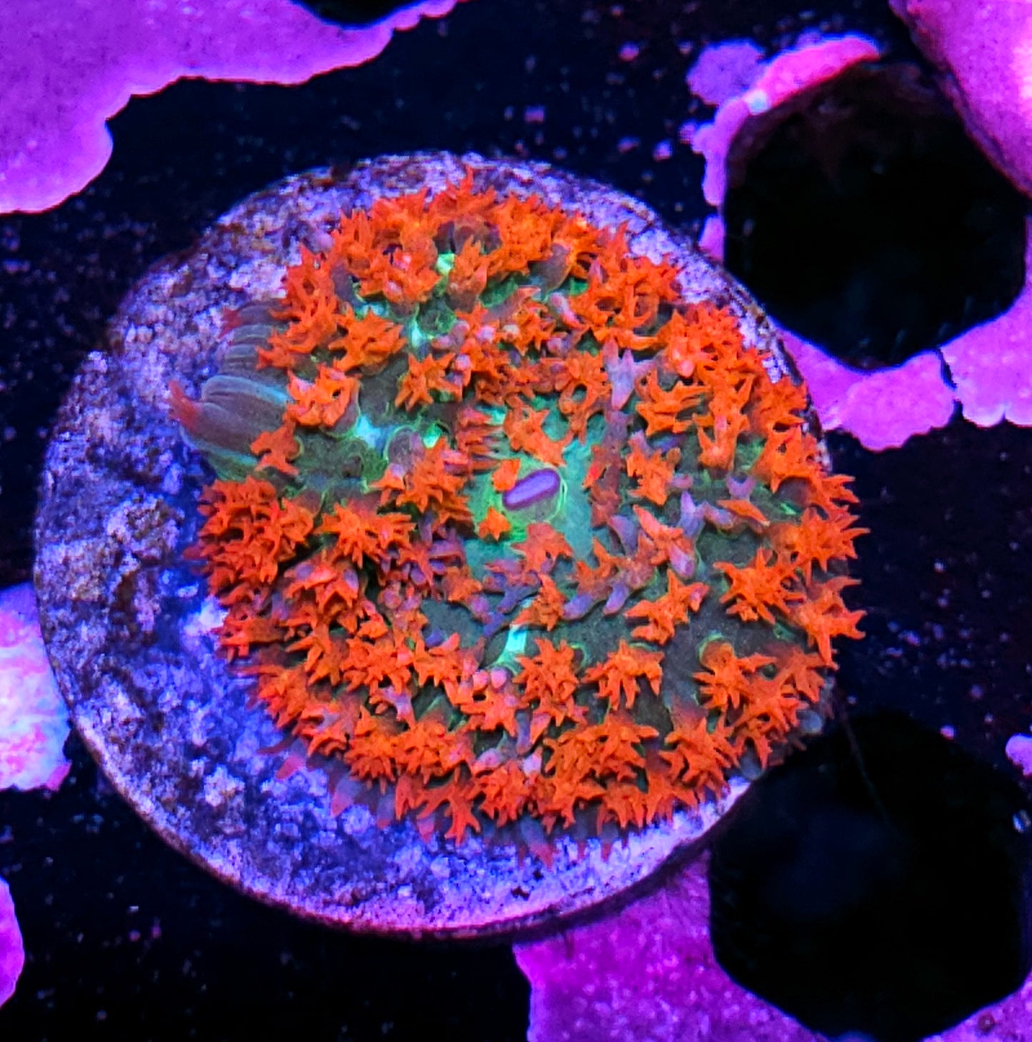 Olympia St Thomas Mushroom