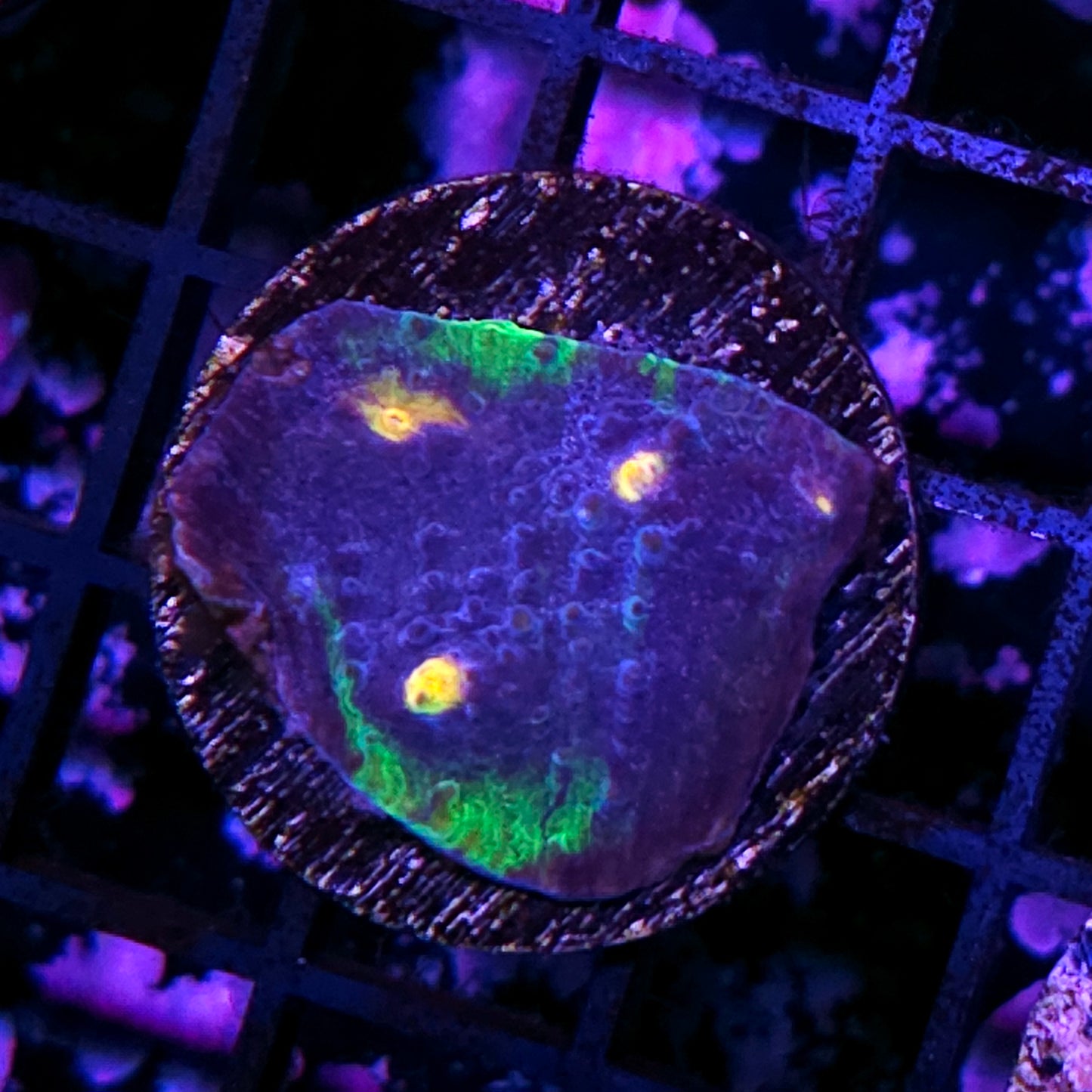 HF Anti-Gravity Chalice