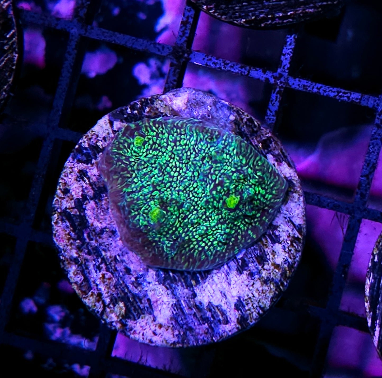 Green Monster Chalice