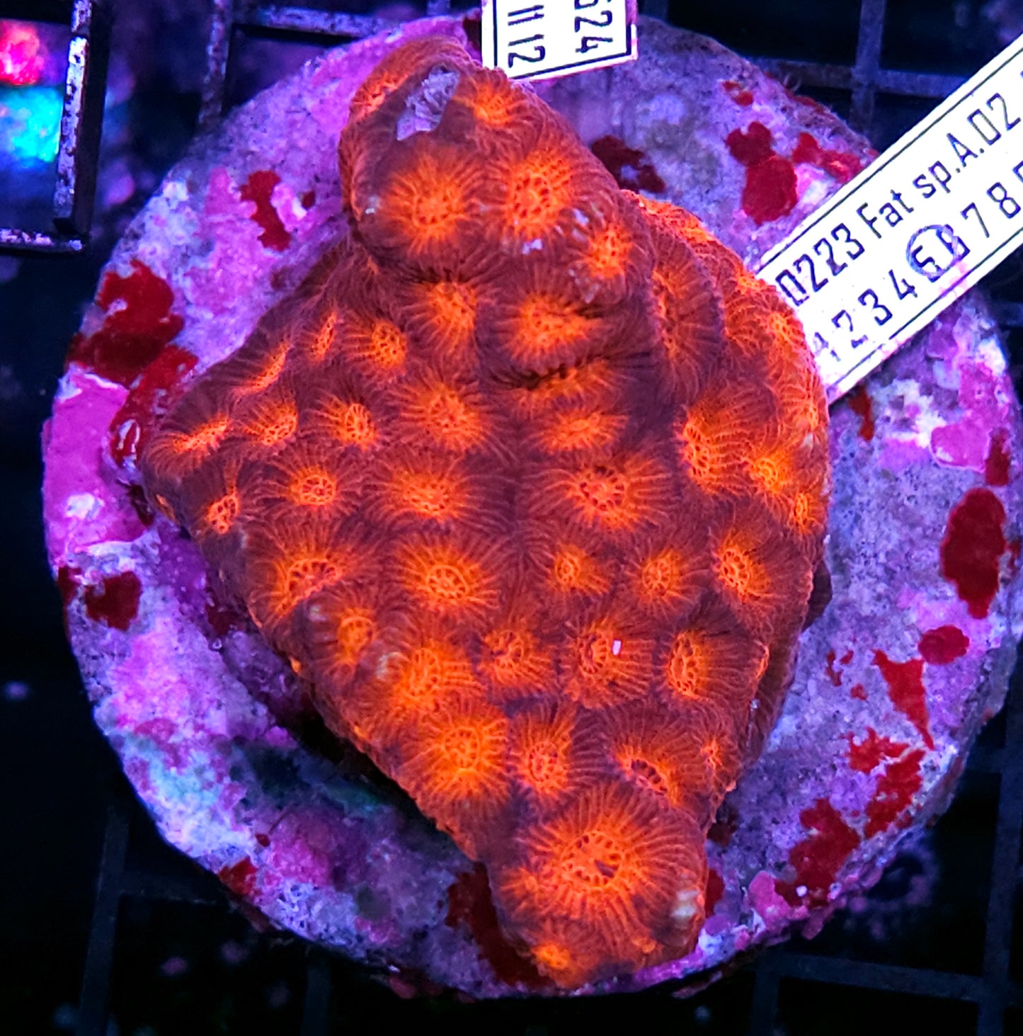 4" Revenge of the Sith Favia Colony