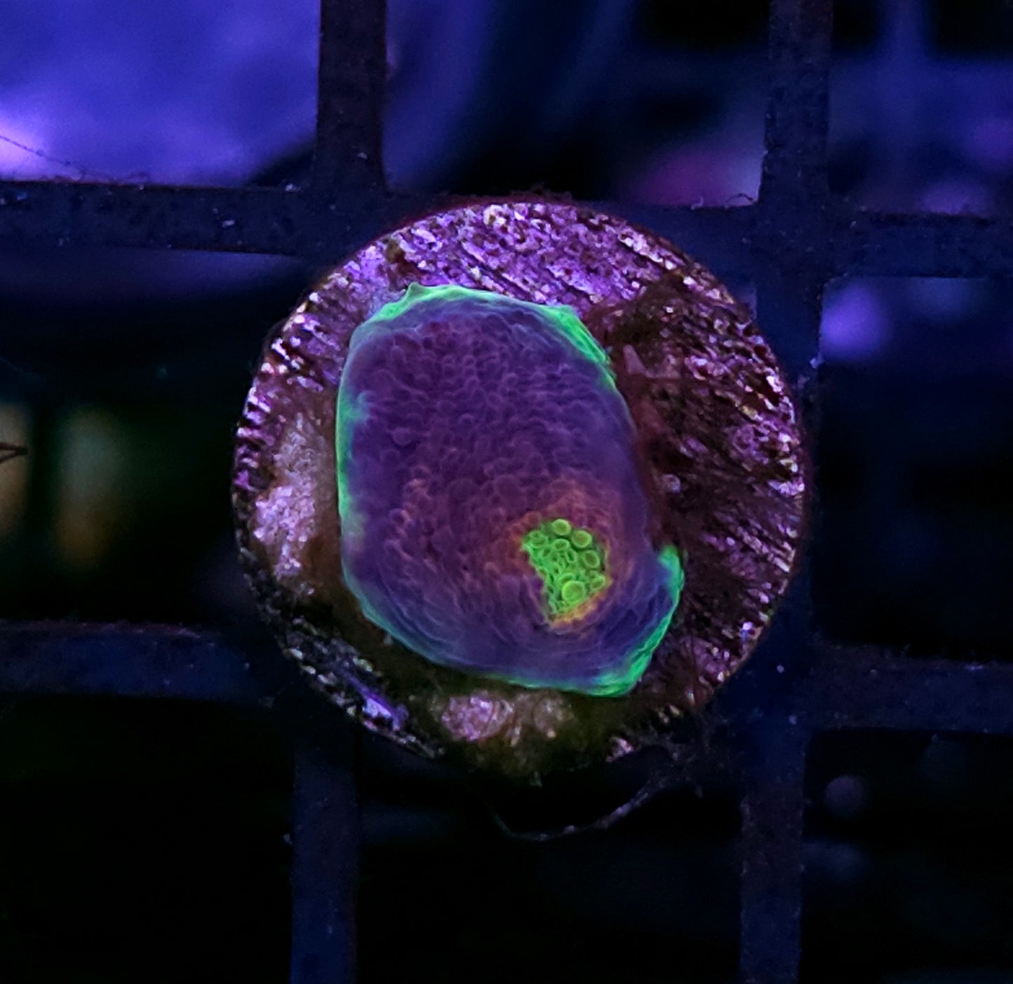 HF That's Amore Chalice