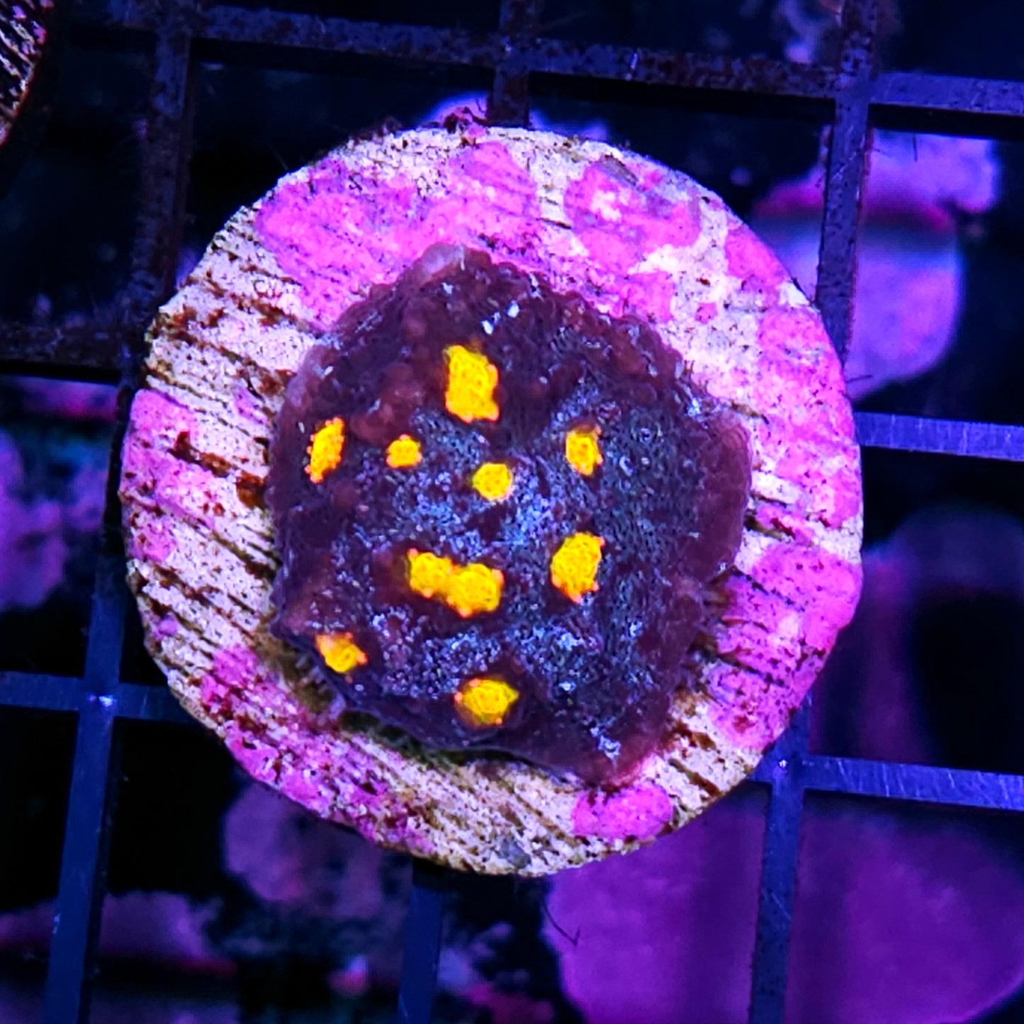 HF Outter Orbits Glitter Oxypora Chalice Colony