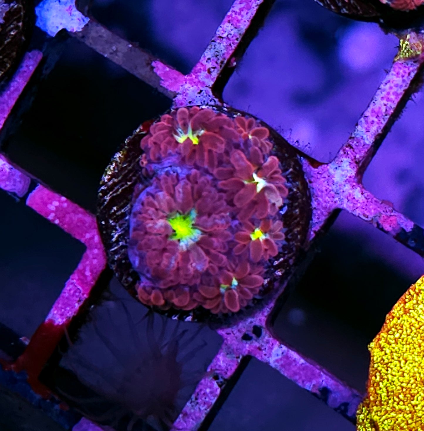 HF Core Reactor Blasto