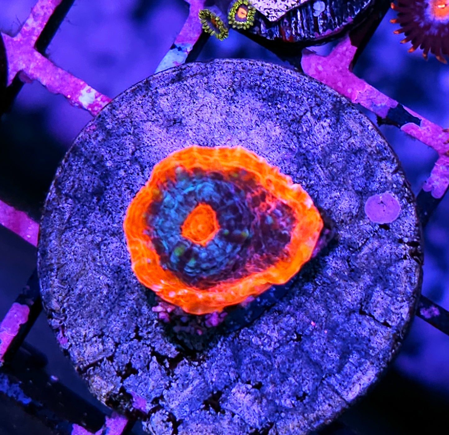 HF Andromeda Strain Red Rim Chalice