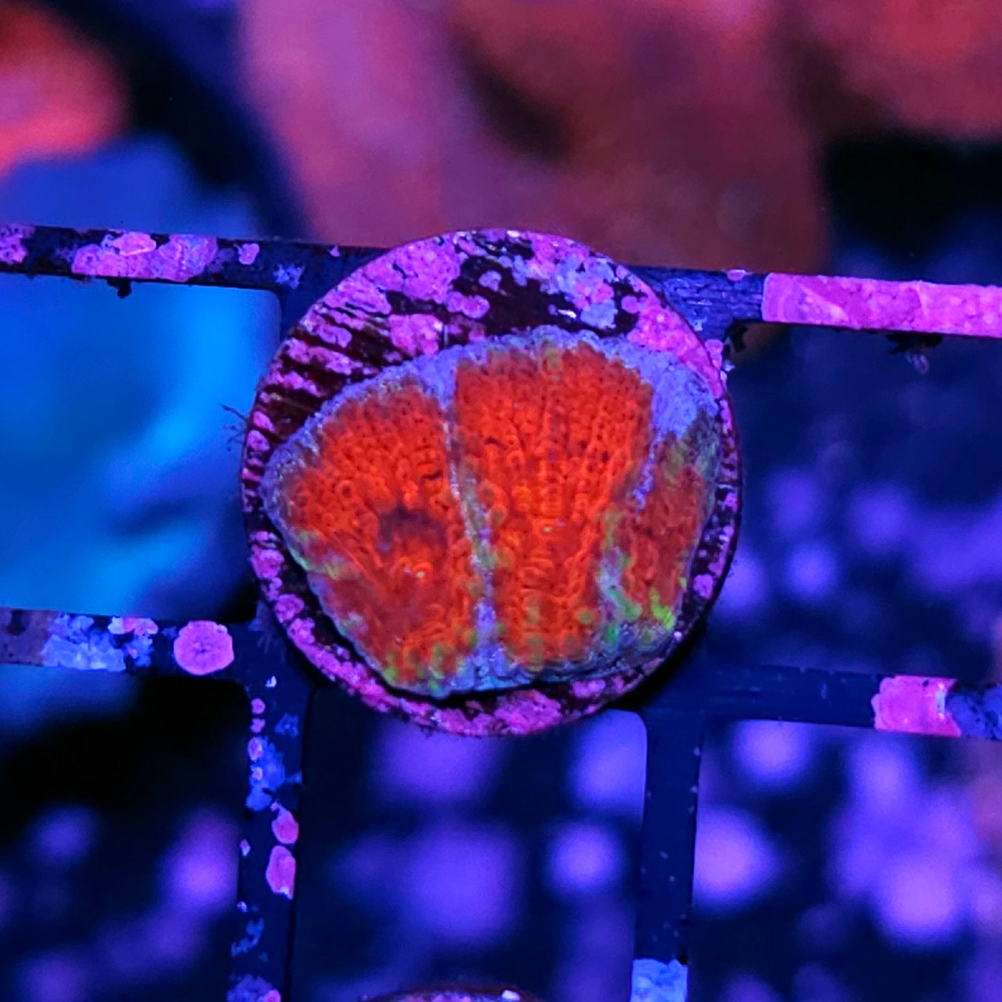 HF Captain America Favia