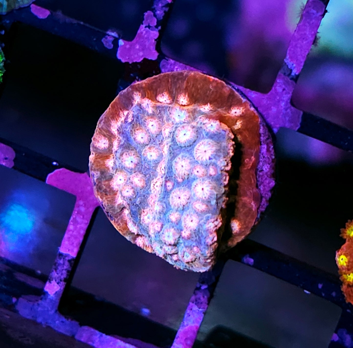 HF Playgirl Pink Cyphastrea