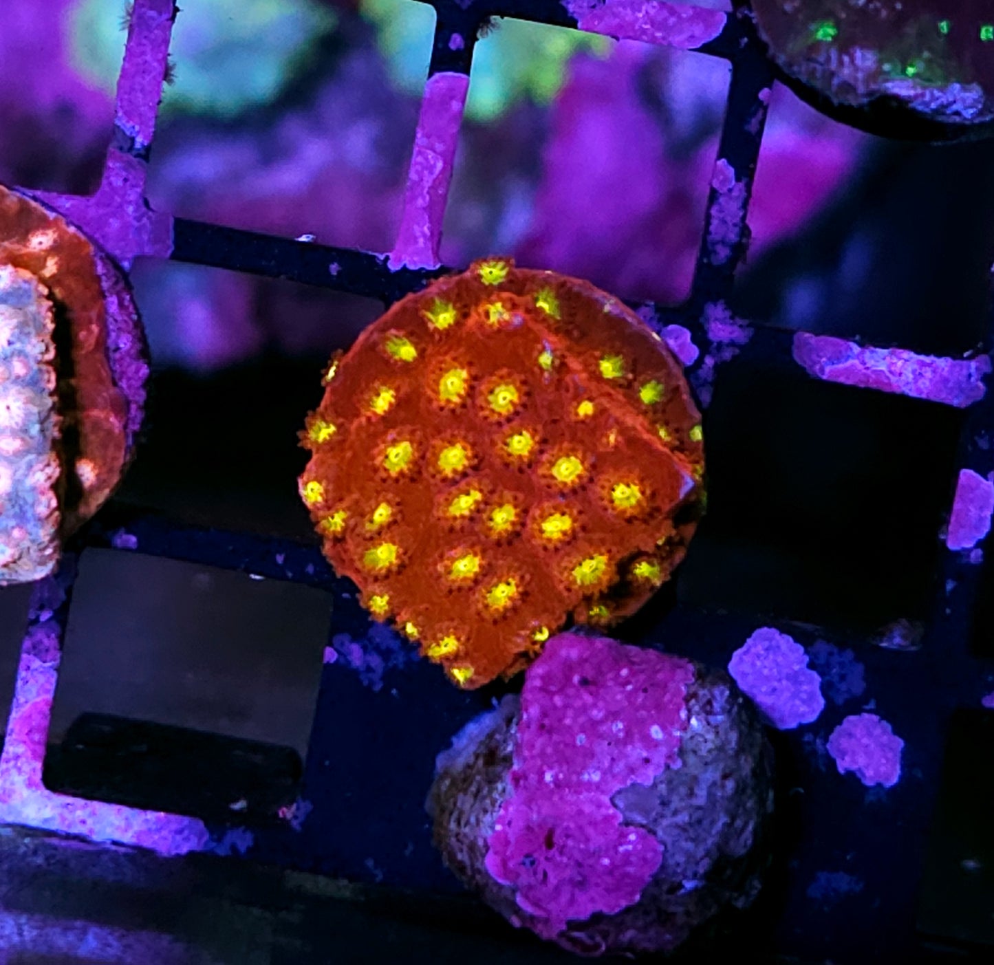 Synthesis Cyphastrea