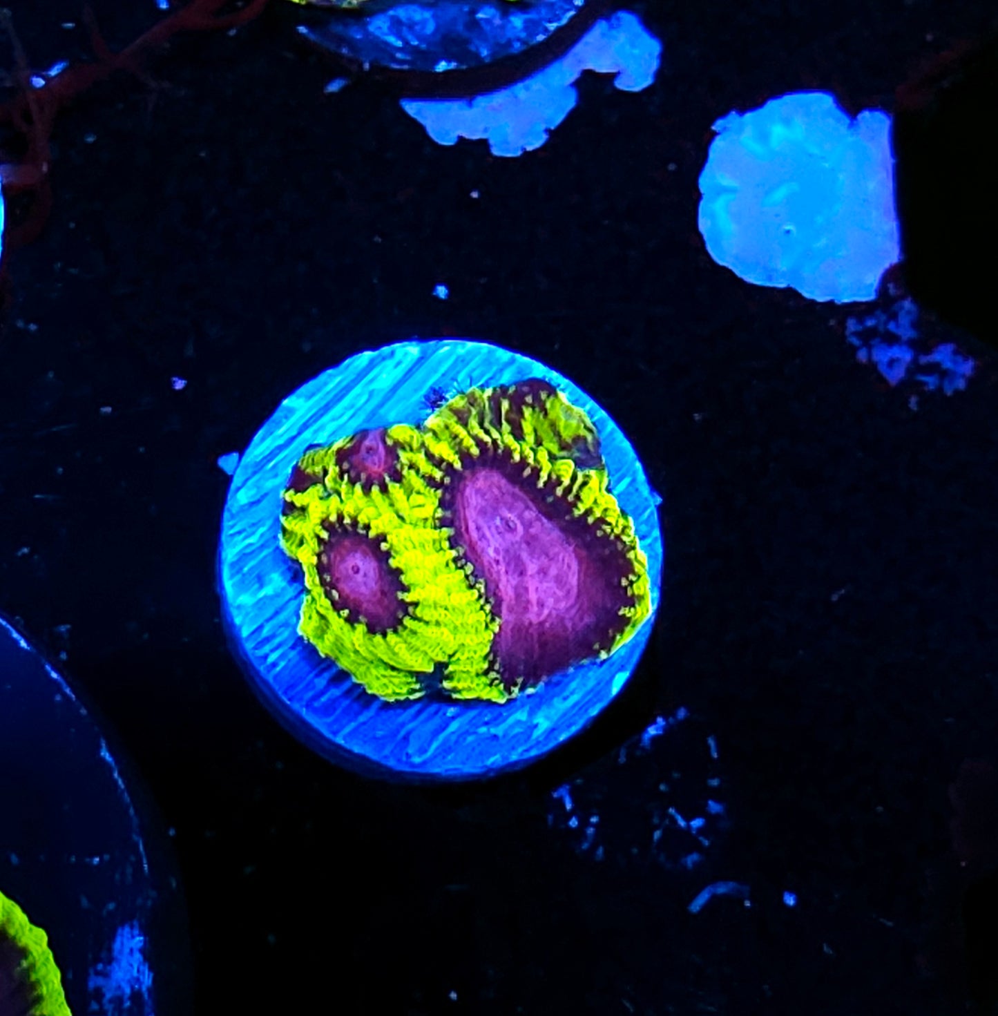 CK Yellow Submarine Favia