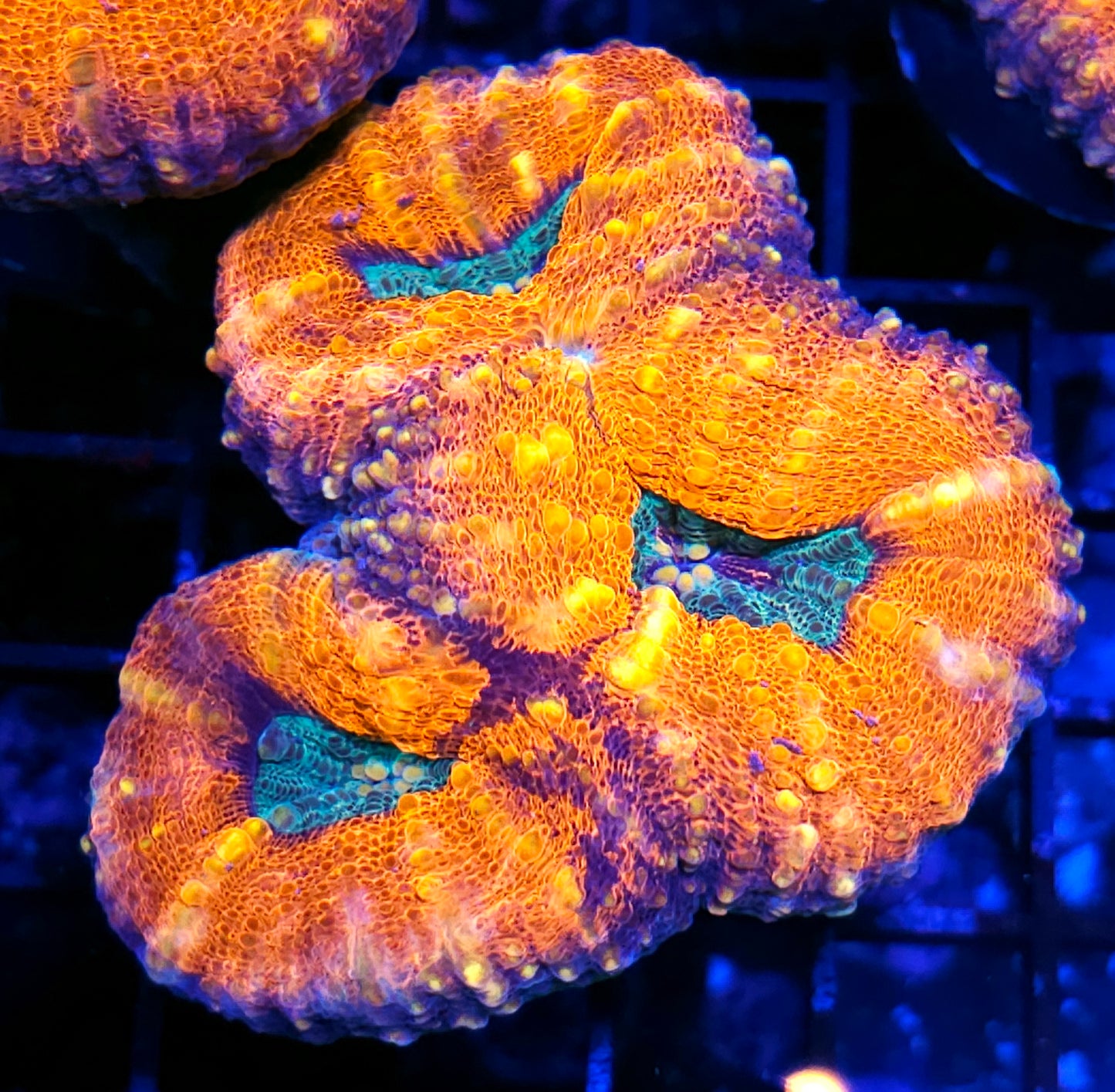 Sun Ray Lobophyllia