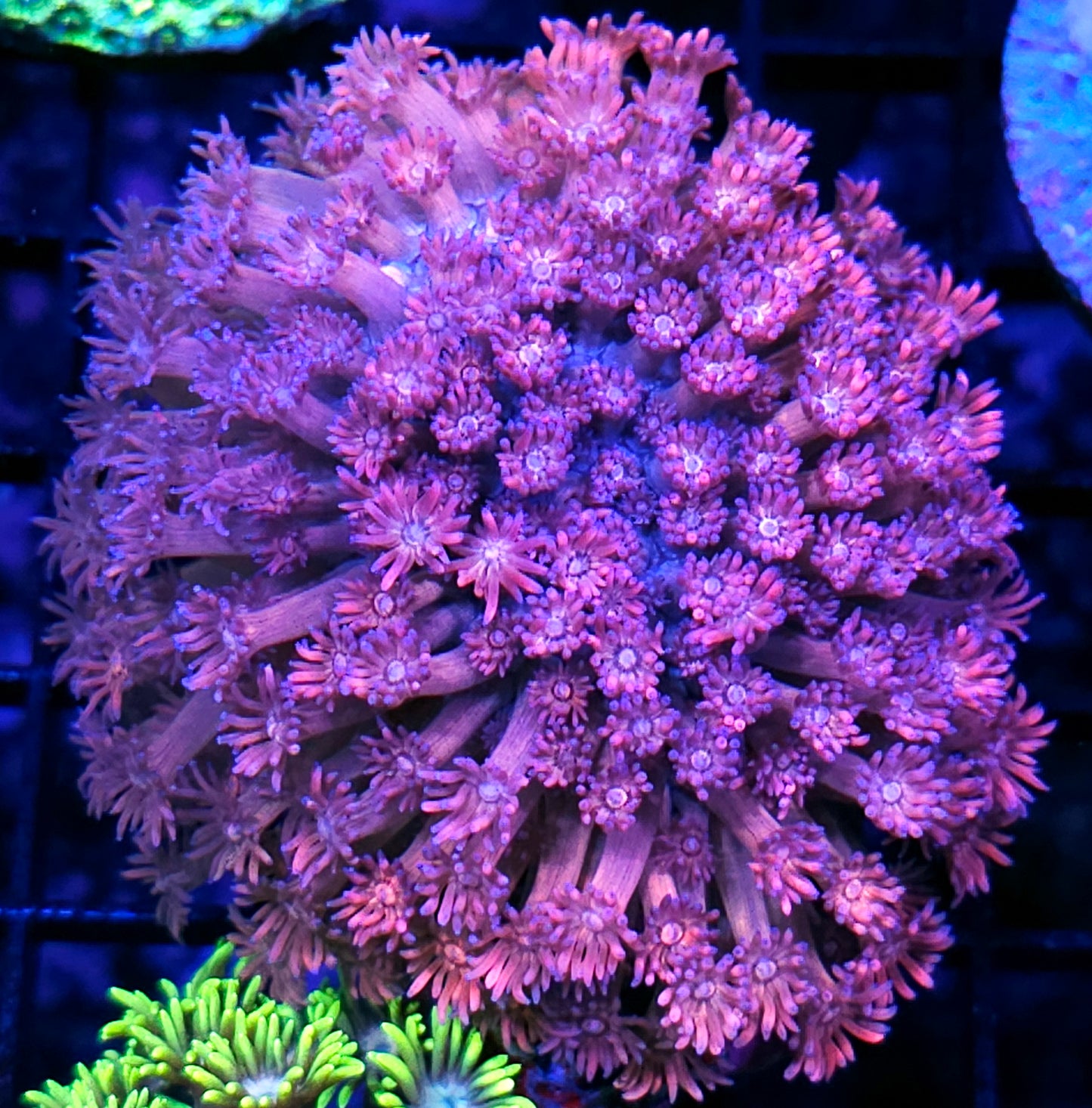 Malibu's Most Wanted Goniopora Colony opens softball size