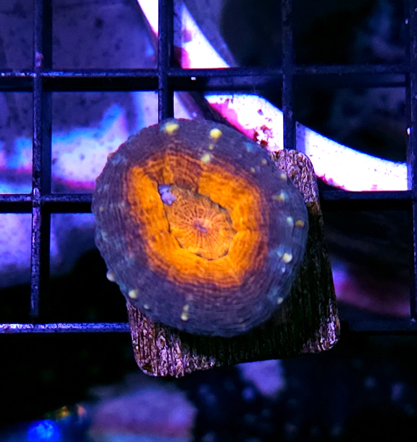 Overwatch Lobophyllia