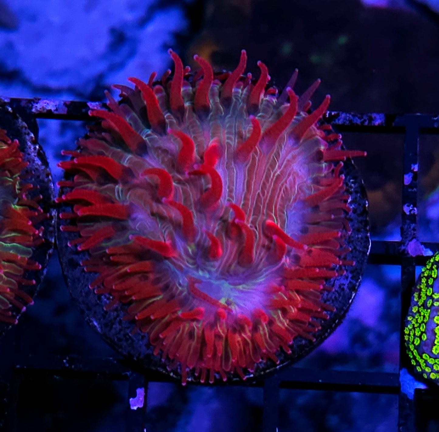 HF Unicorn Kisses Diaseris 💋