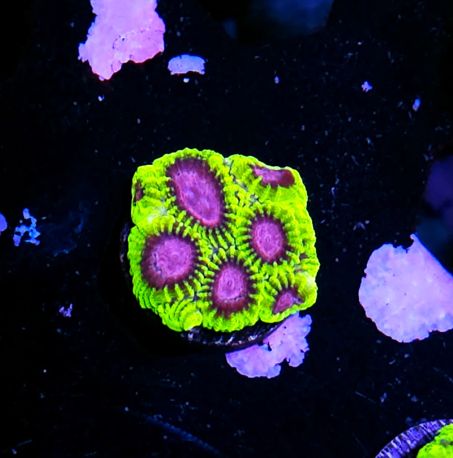 CK Yellow Submarine Favia