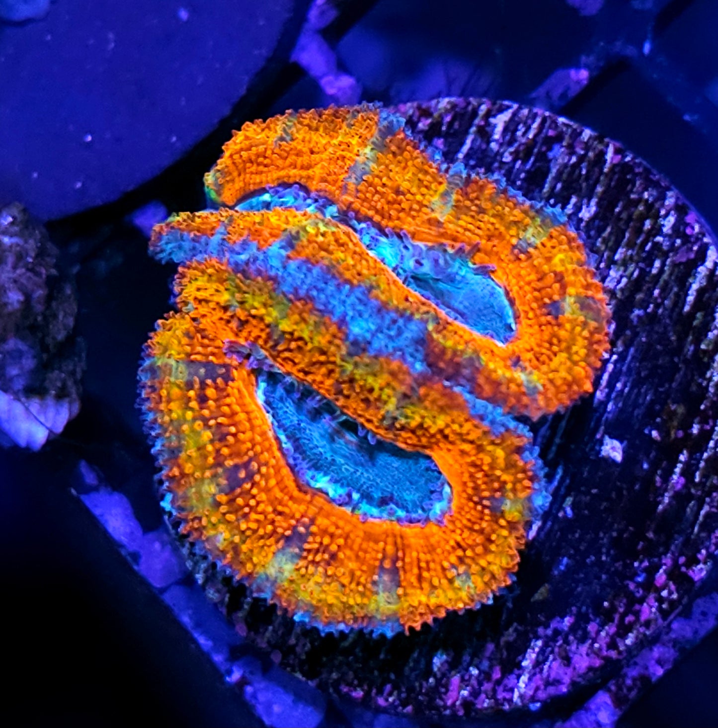 Gladiator Rainbow Acan