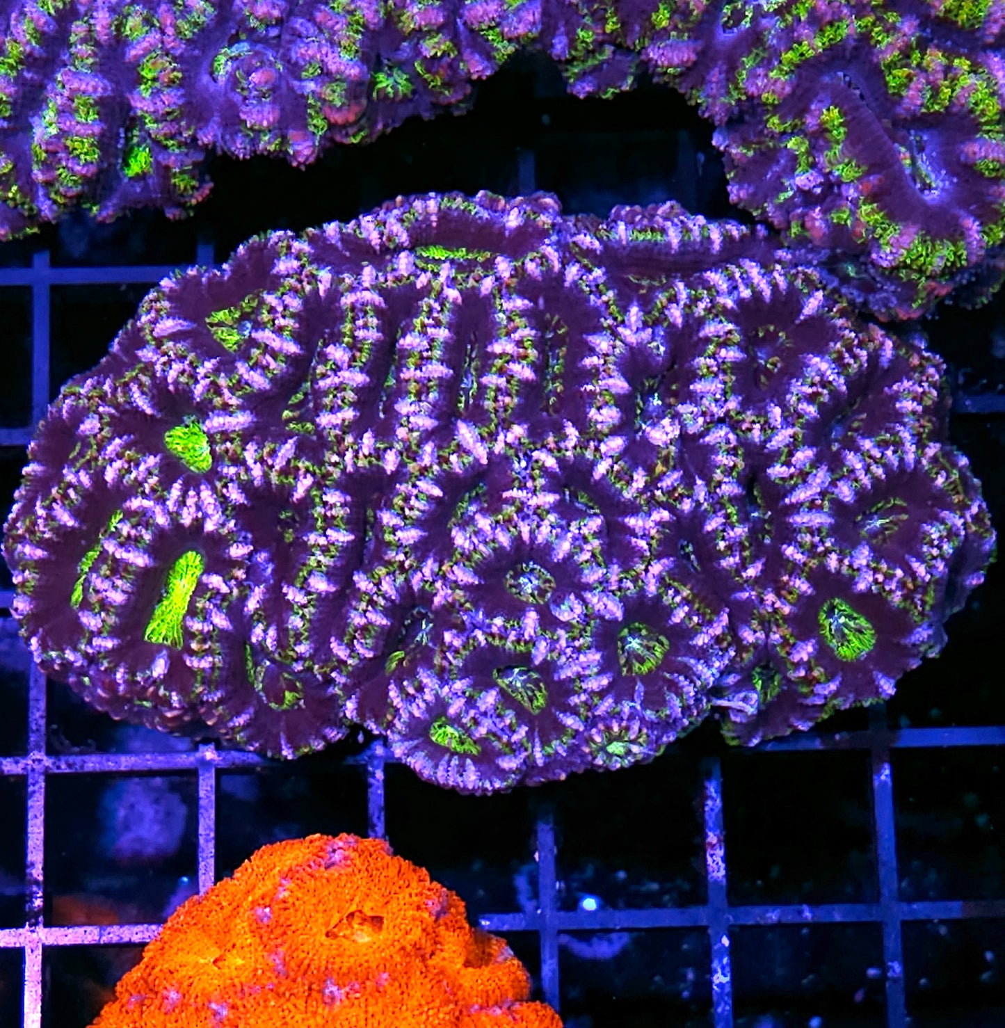 Alien Catacombs Acan Colony