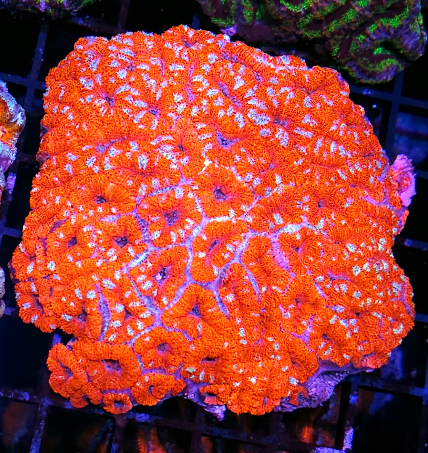 Razor Red Acan Colony