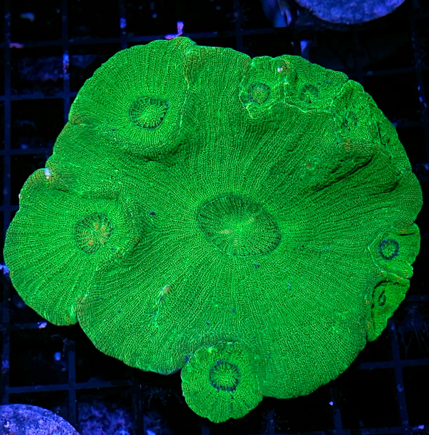 Jolly Green Moselaya Colony