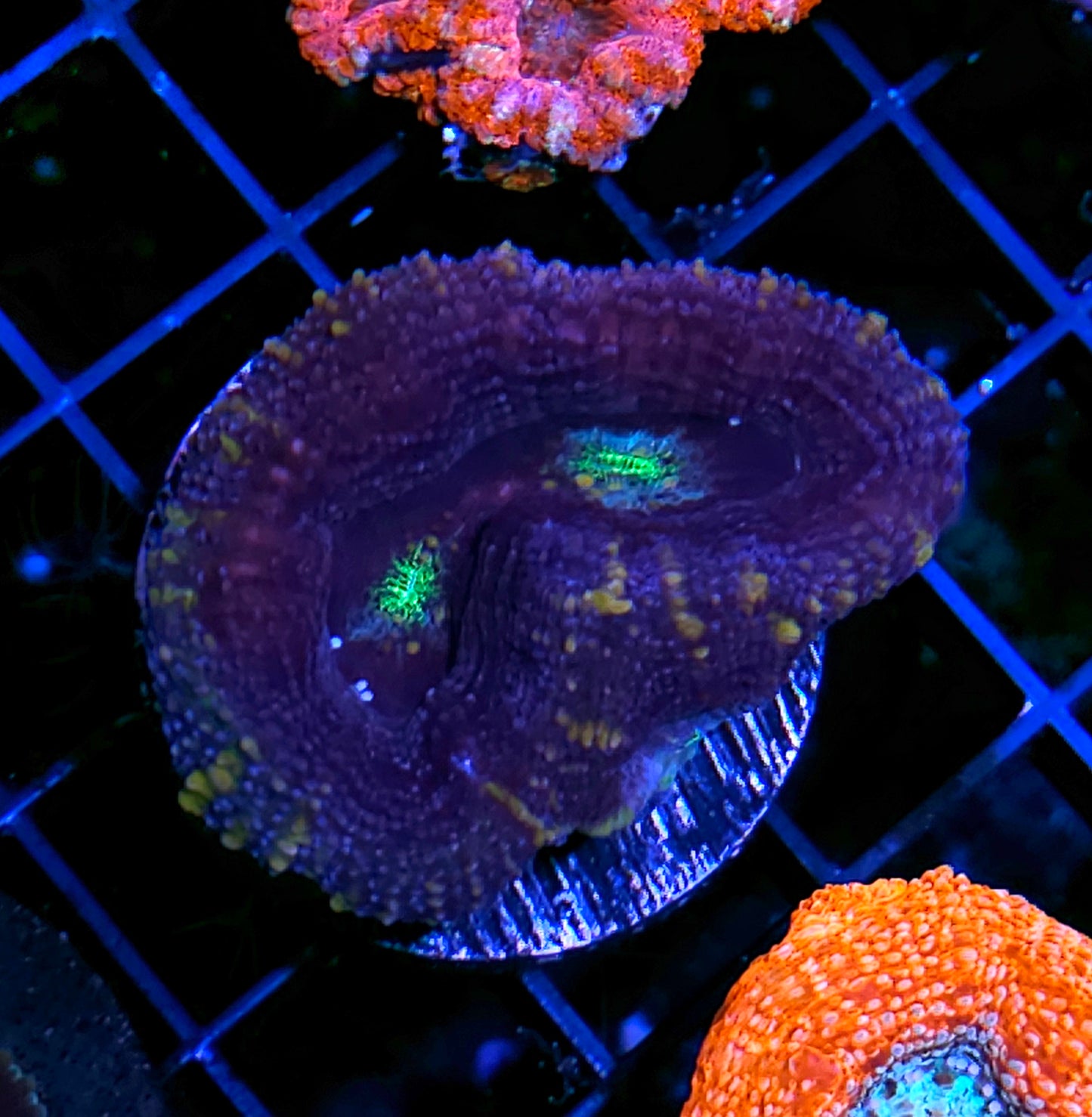 Grim Reaper Bowerbanksi