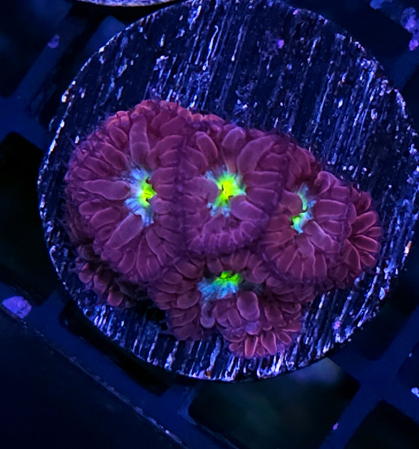 CC Blue Raven Blasto