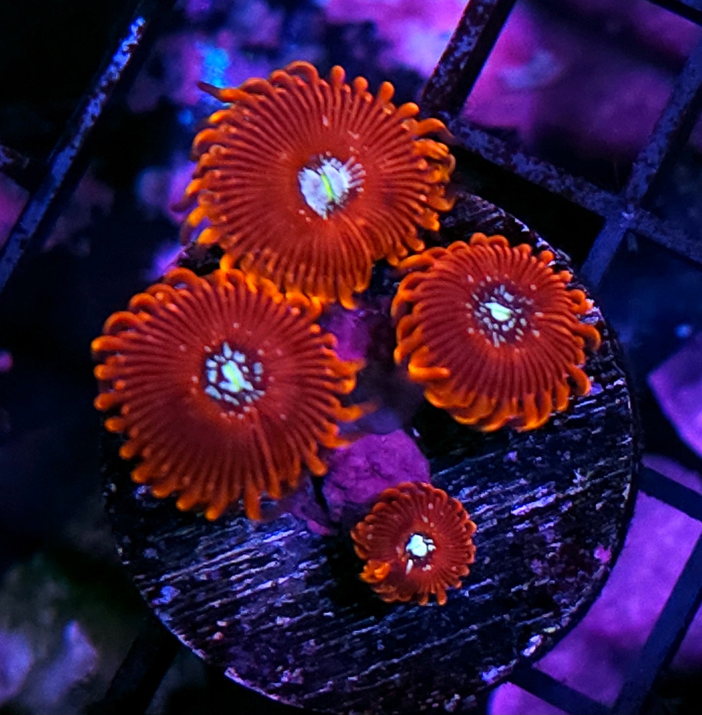 Salted Agave Zoas