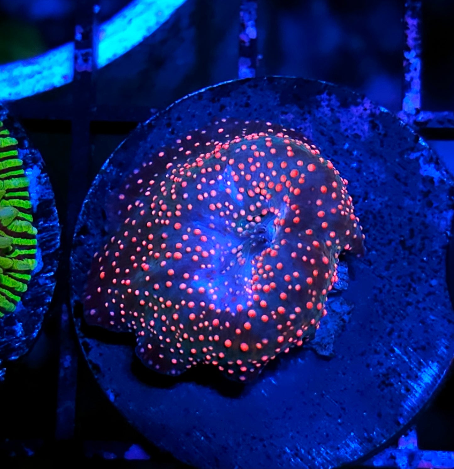 Rainbow Interstellar Mushroom