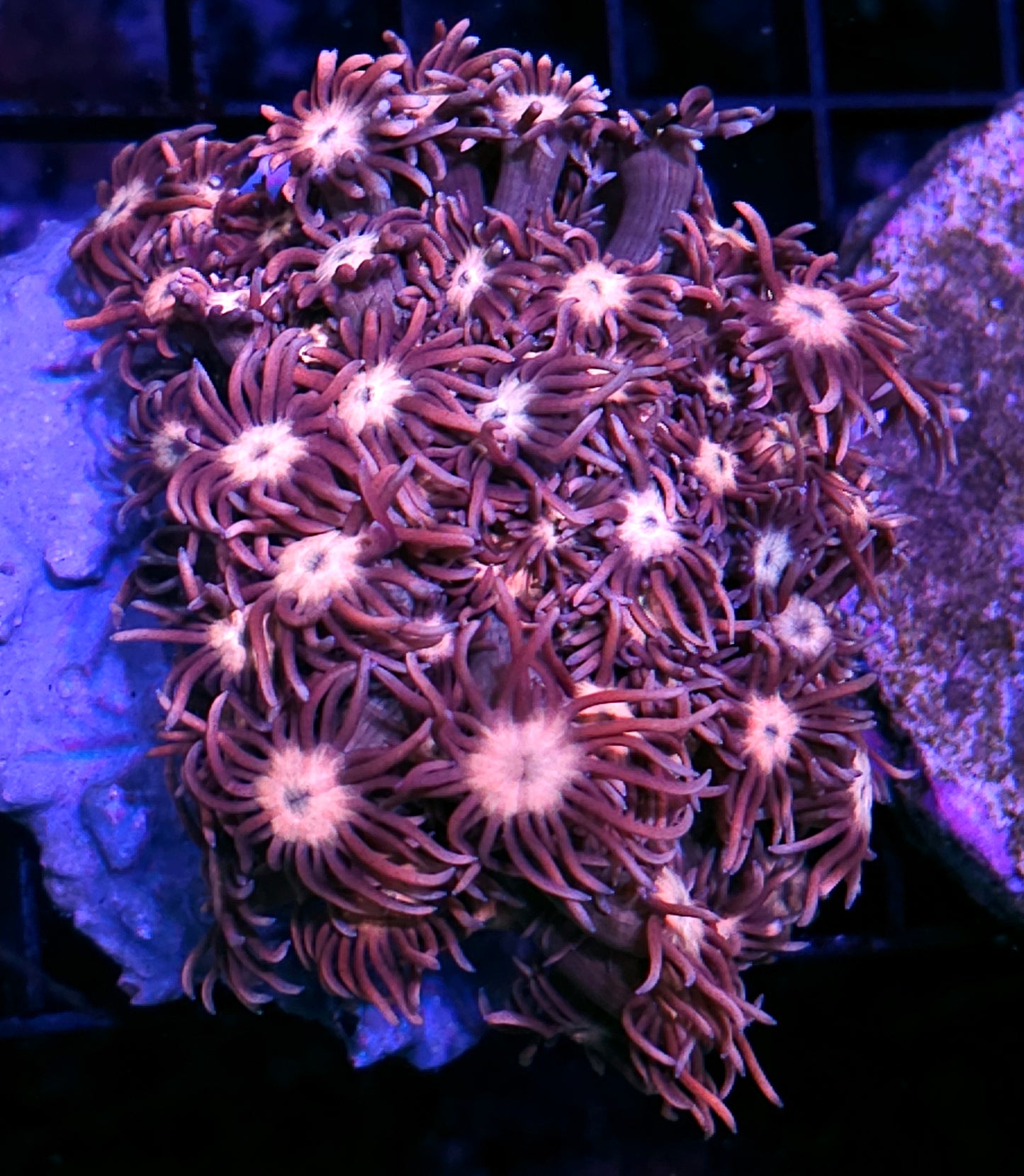 Dark Hearts 🖤 Goniopora Colony EXTREMELY RARE