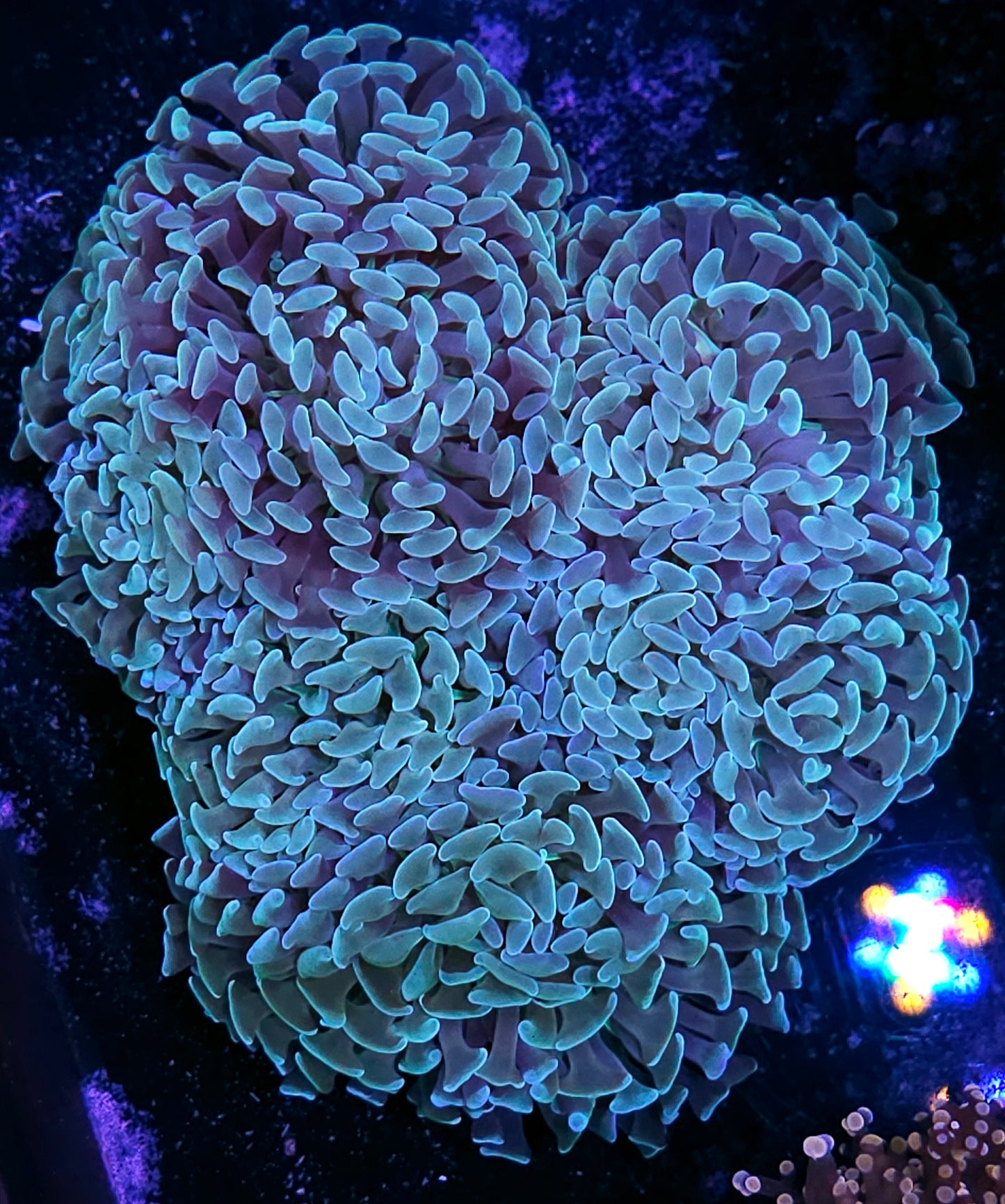 Approx 7 Head Silver Haze Branching Hammer Colony