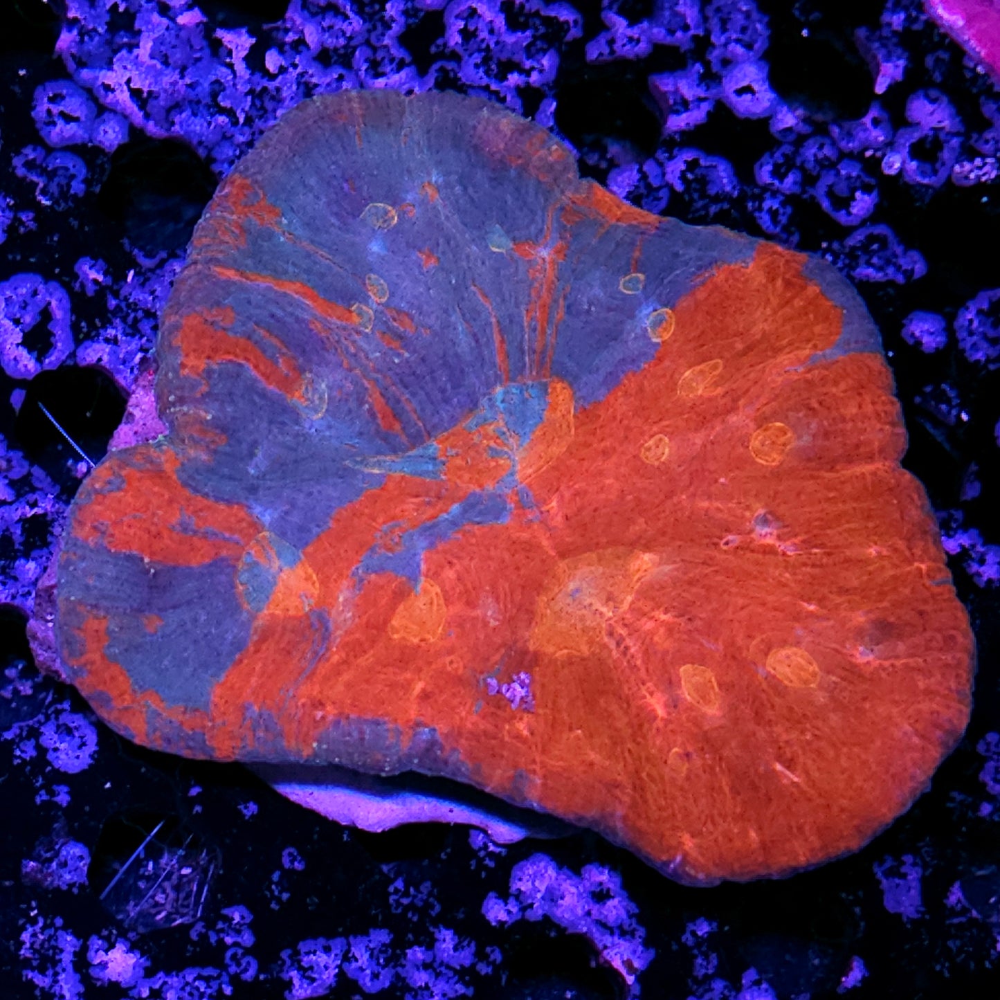 🔥😳6" Tye Dye Australomussa Colony😳🔥