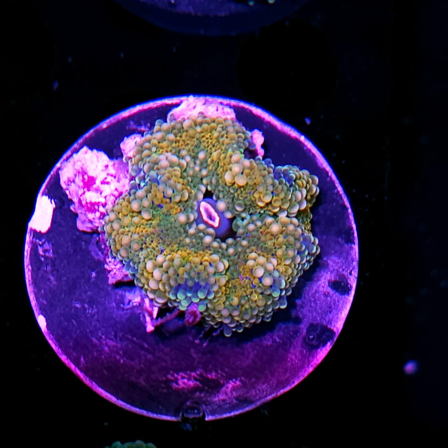 CS Deepwater Ricordea