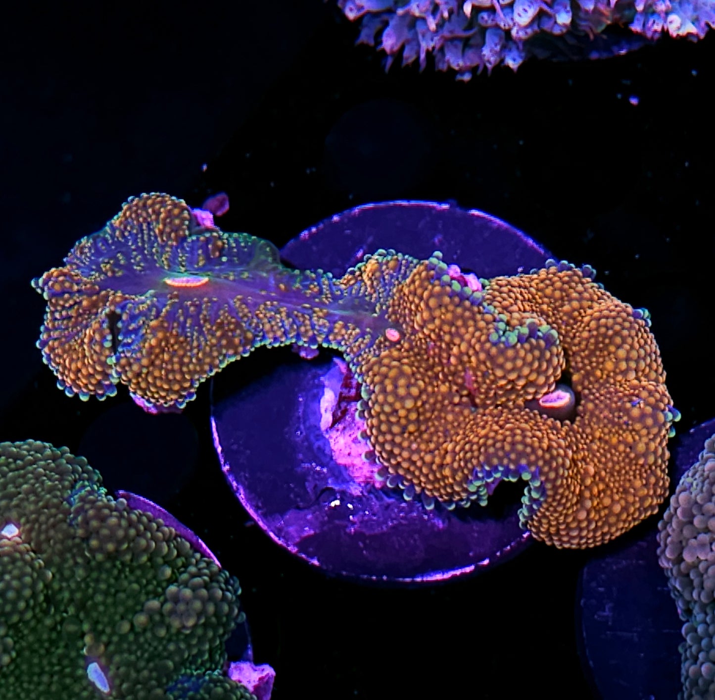 CS Deepwater Ricordea