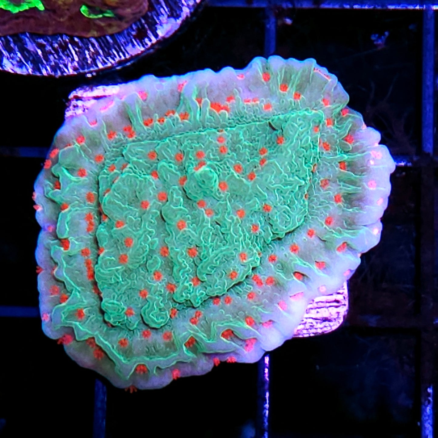 Orange Grove Montipora
